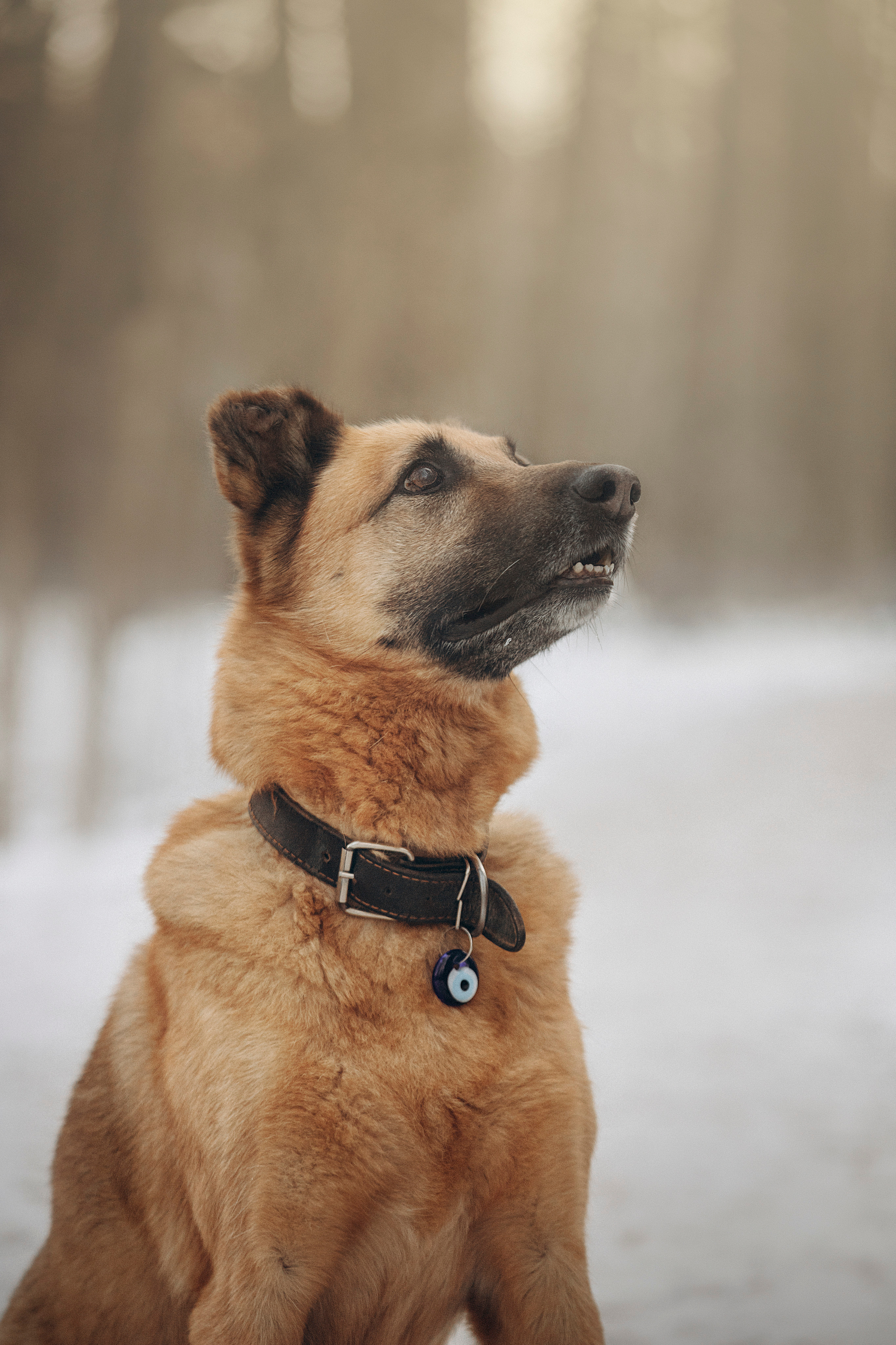 Олеся и Бу. Фотограф — Анималист | Санкт-Петербург