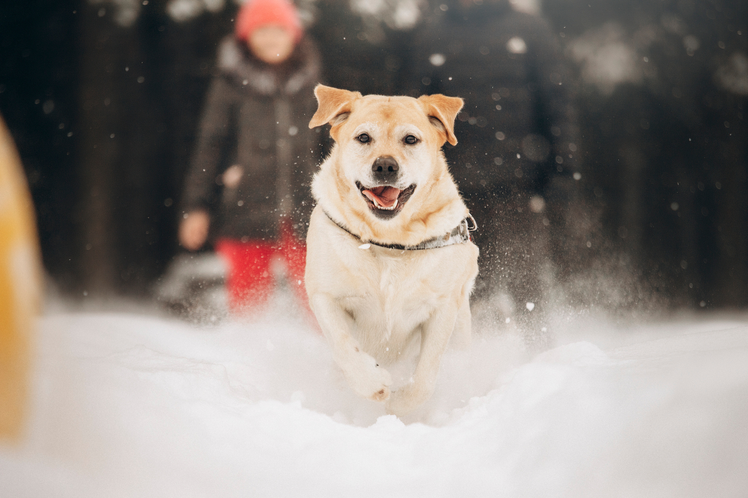 Марго, Степа и их семья. Фотограф — Анималист | Санкт-Петербург