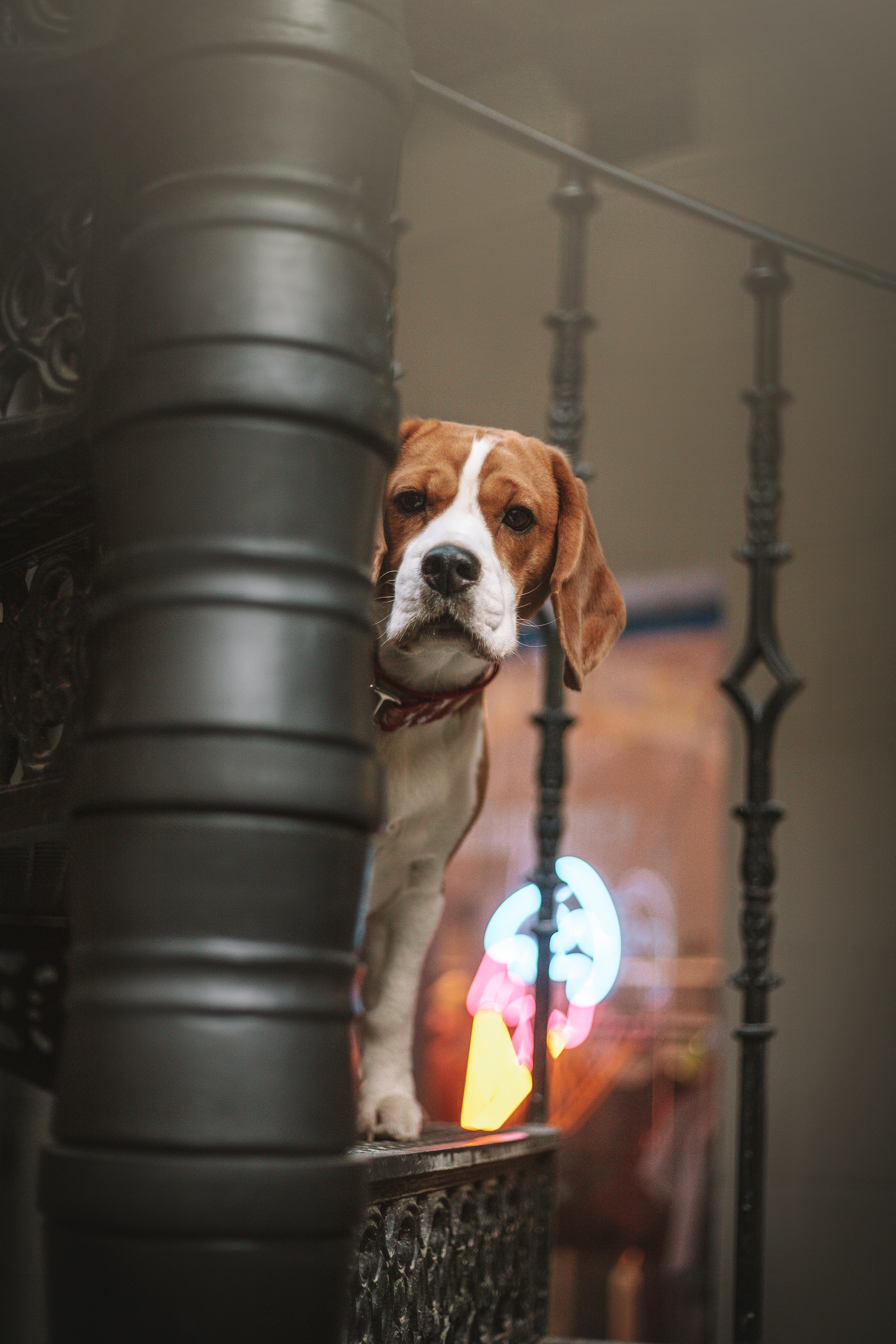 Полина и Бетти. Фотограф — Анималист | Санкт-Петербург