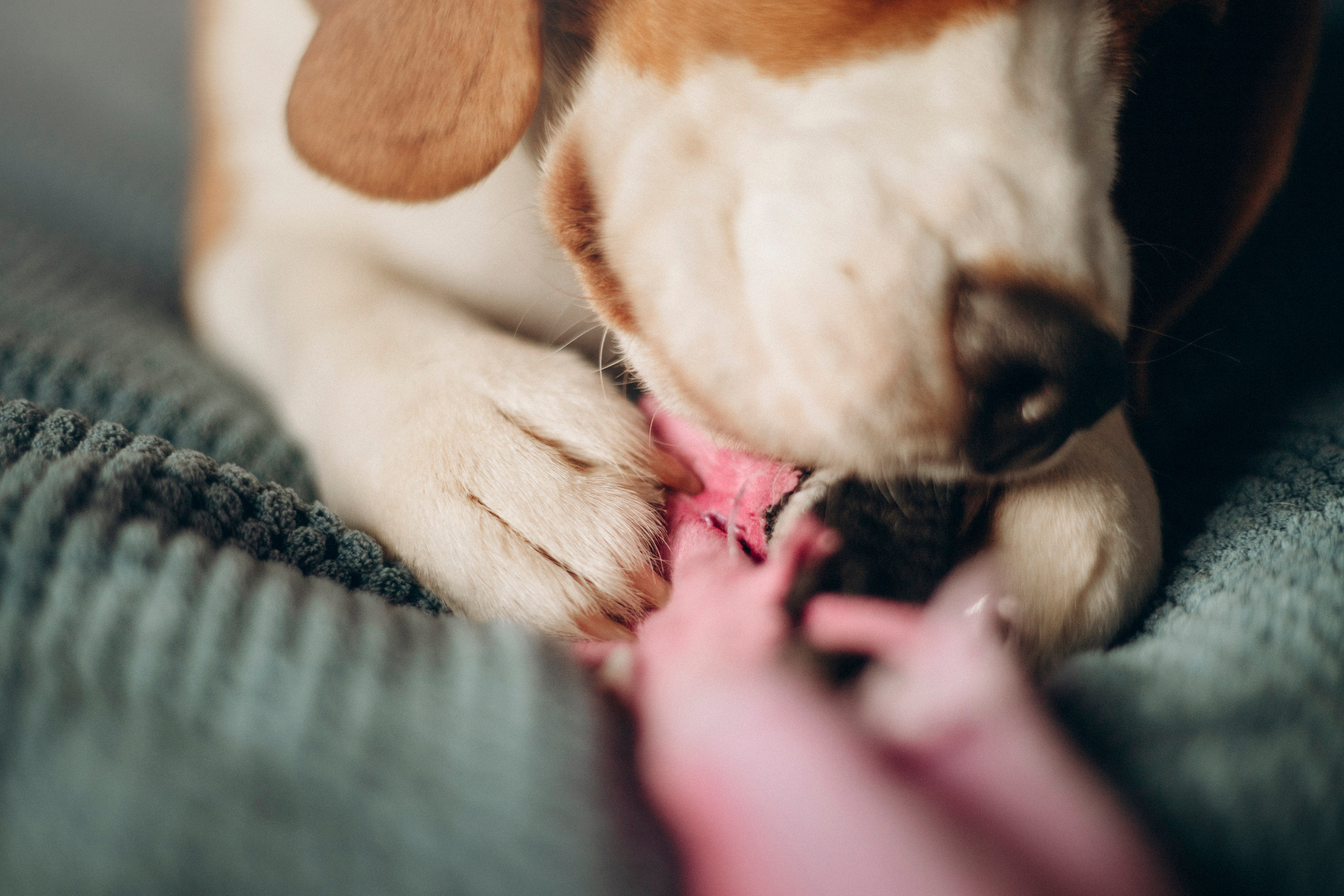 Полина и Бетти. Фотограф — Анималист | Санкт-Петербург