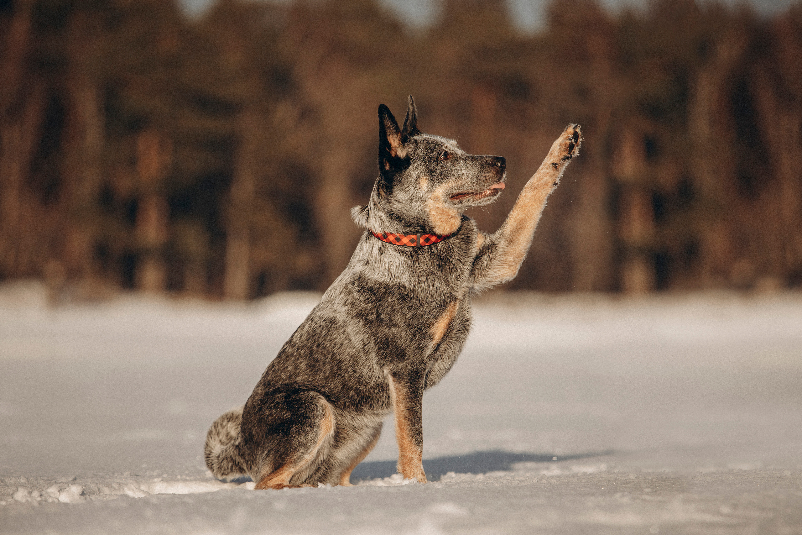 Оля и Мотя. Фотограф — Анималист | Санкт-Петербург