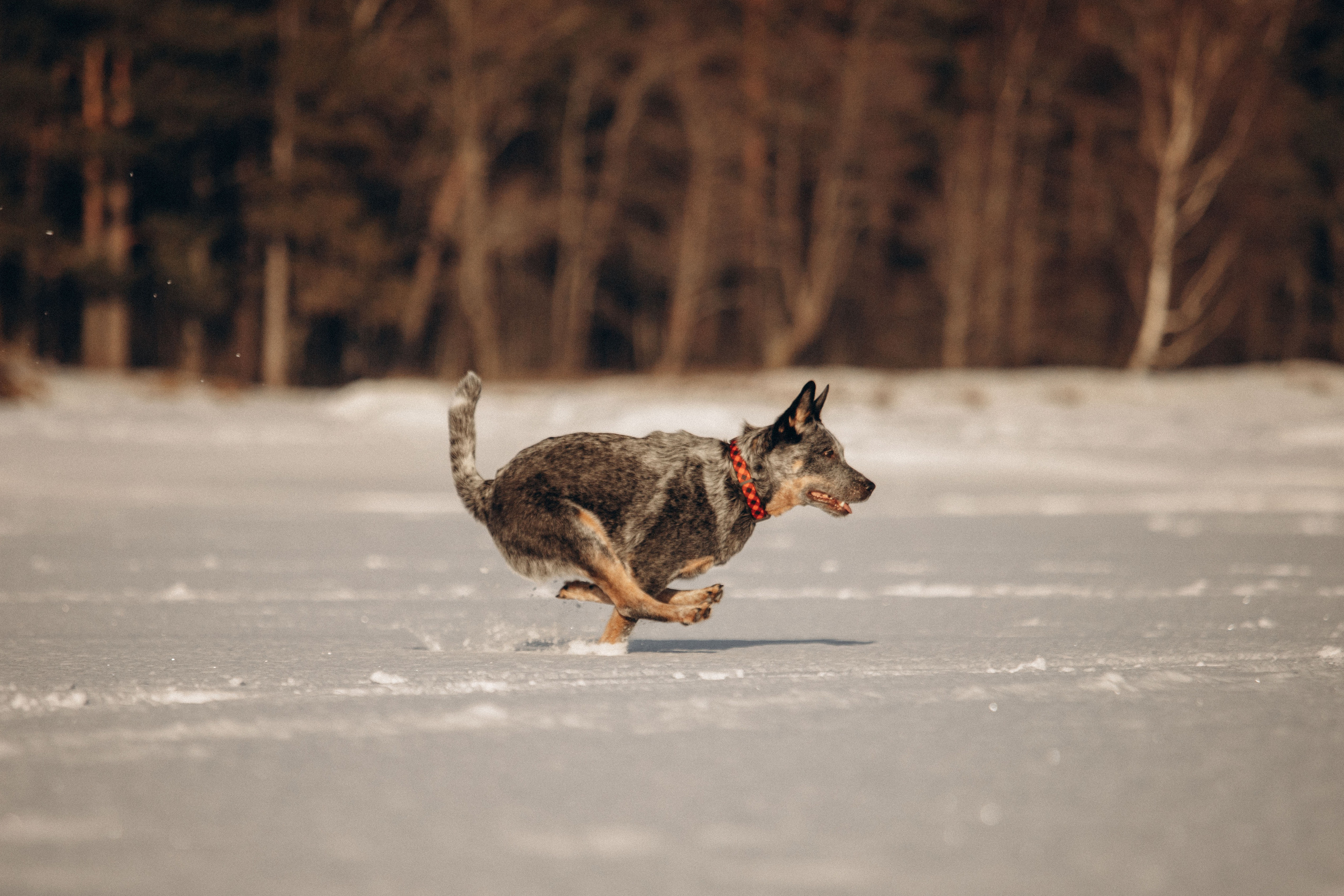 Оля и Мотя. Фотограф — Анималист | Санкт-Петербург