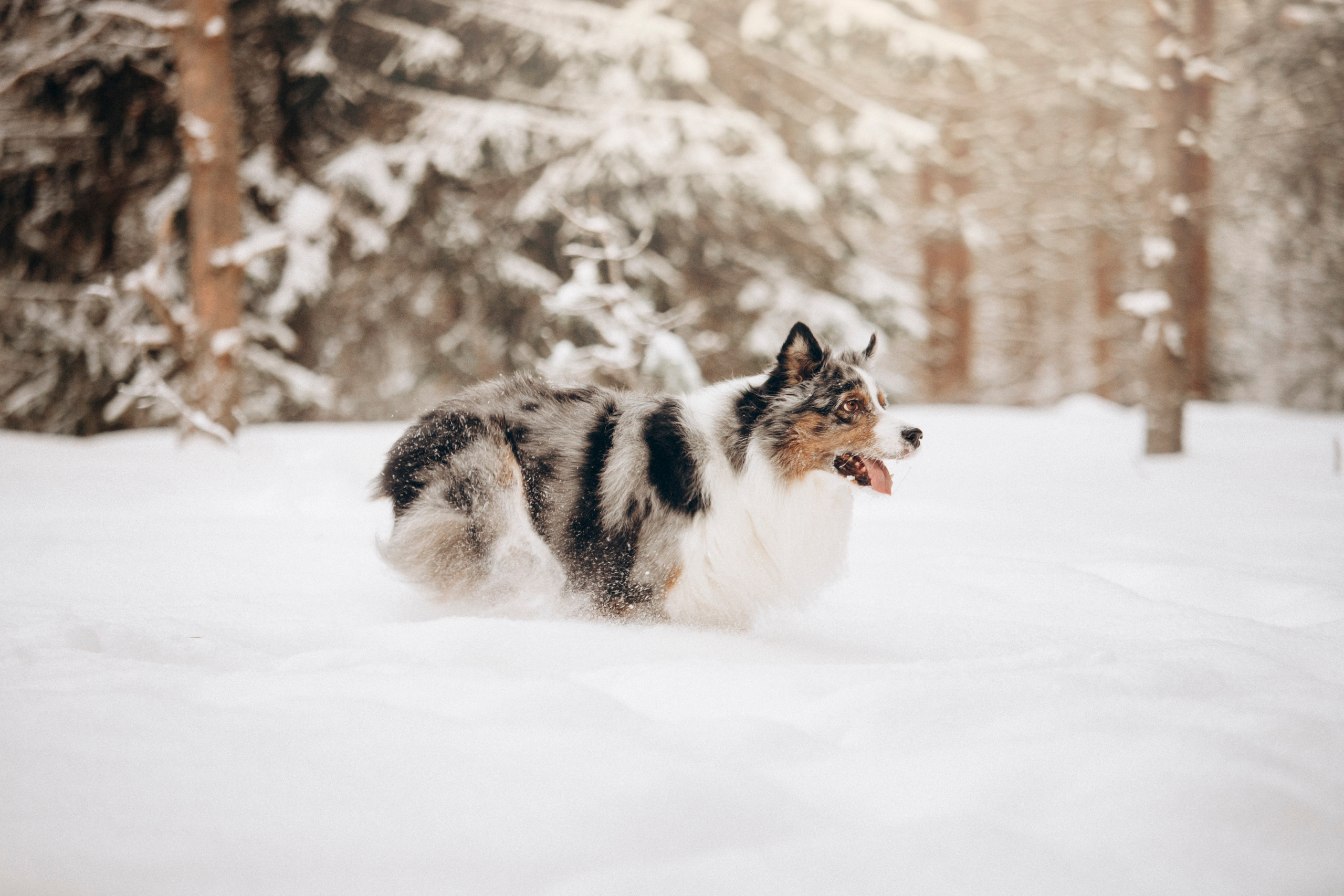 Айк и его семья. Фотограф — Анималист | Санкт-Петербург