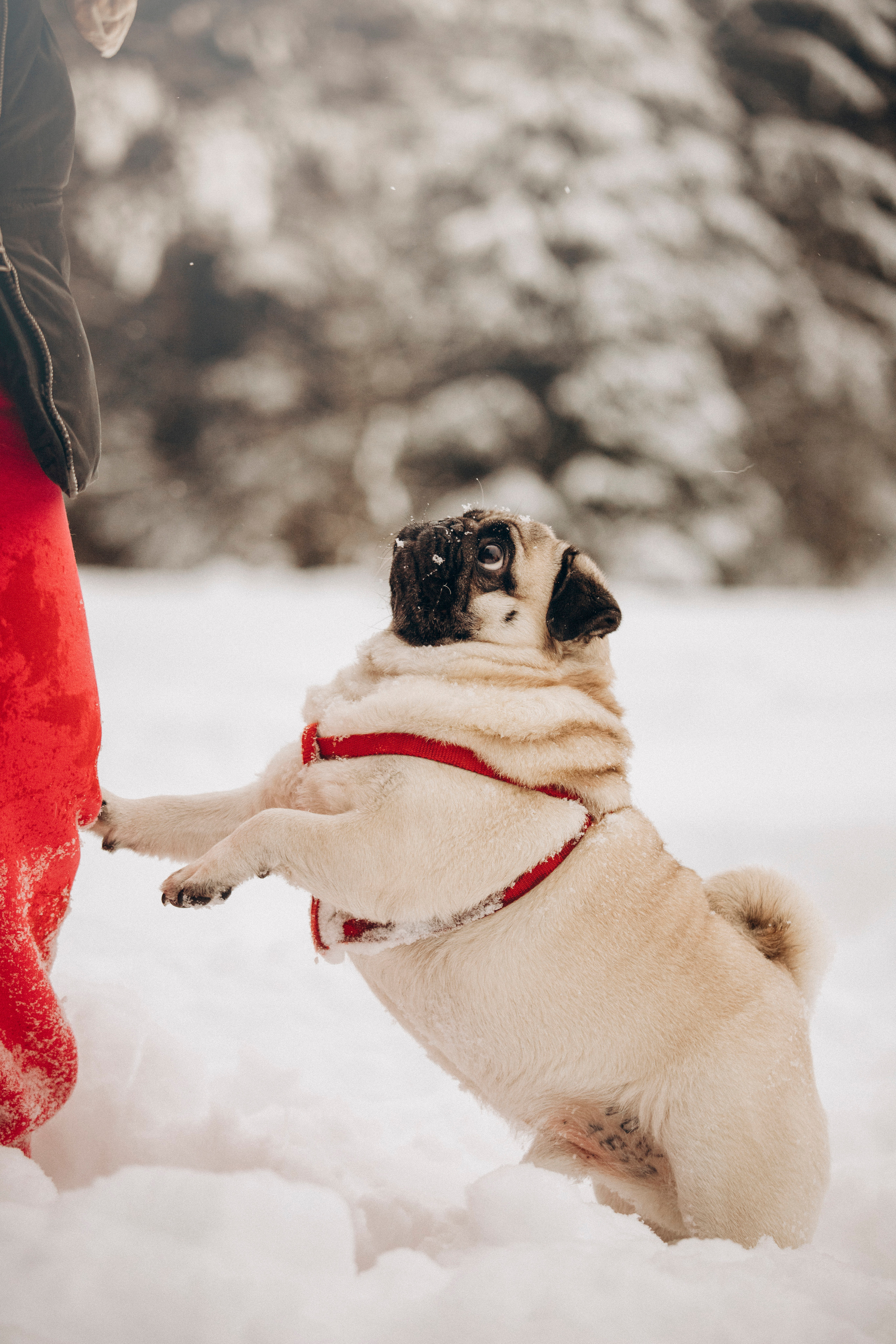 Марго, Степа и их семья. Фотограф — Анималист | Санкт-Петербург