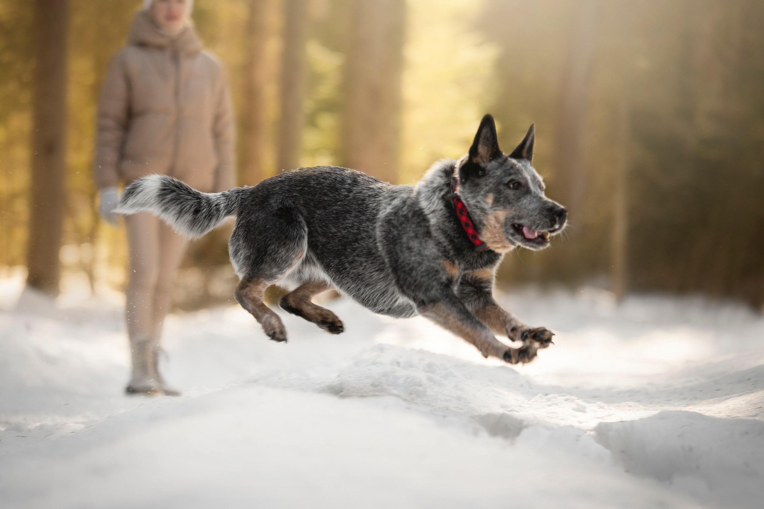 Оля и Мотя. Фотограф — Анималист | Санкт-Петербург