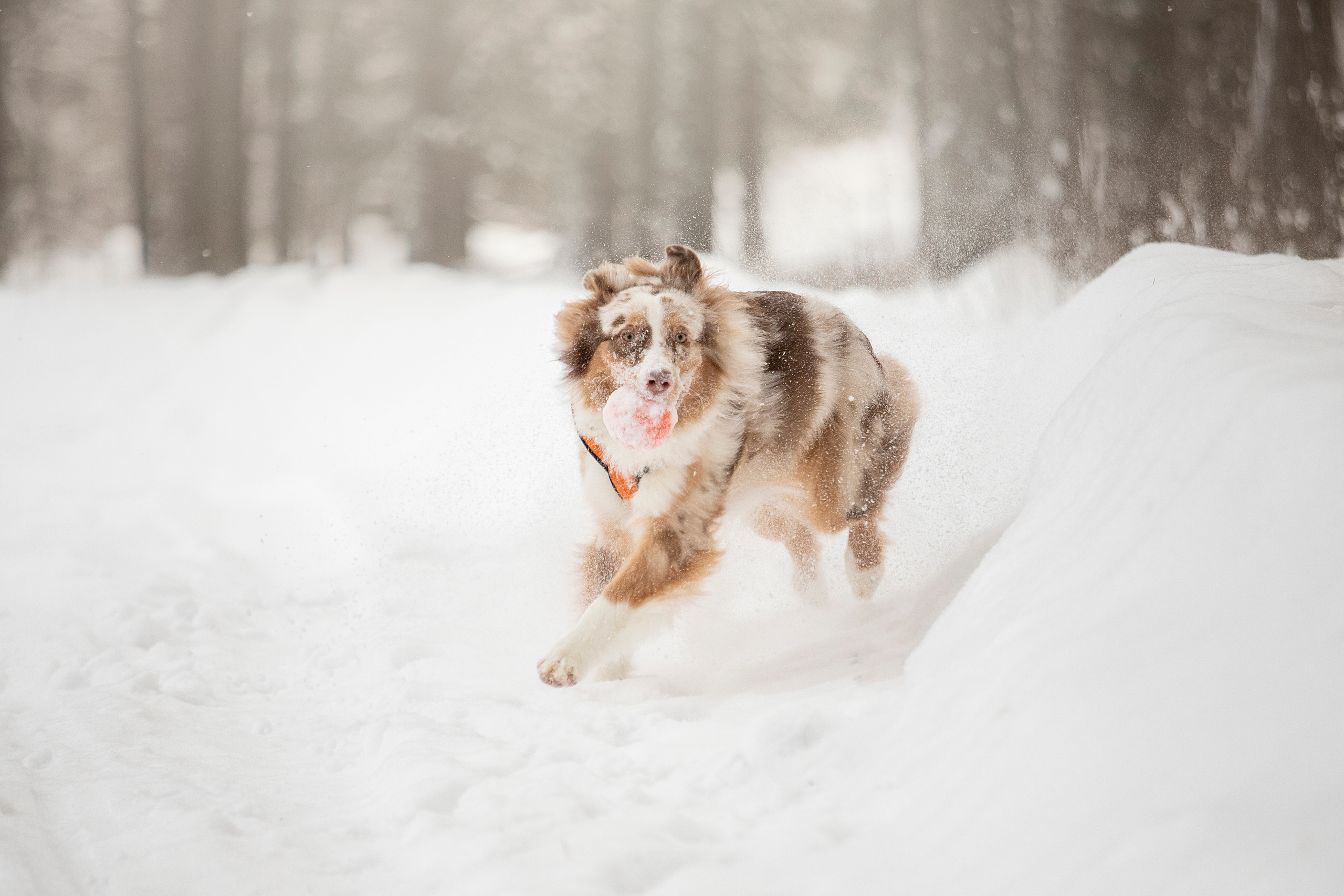 Делик, Скай и их семья. Фотограф — Анималист | Санкт-Петербург