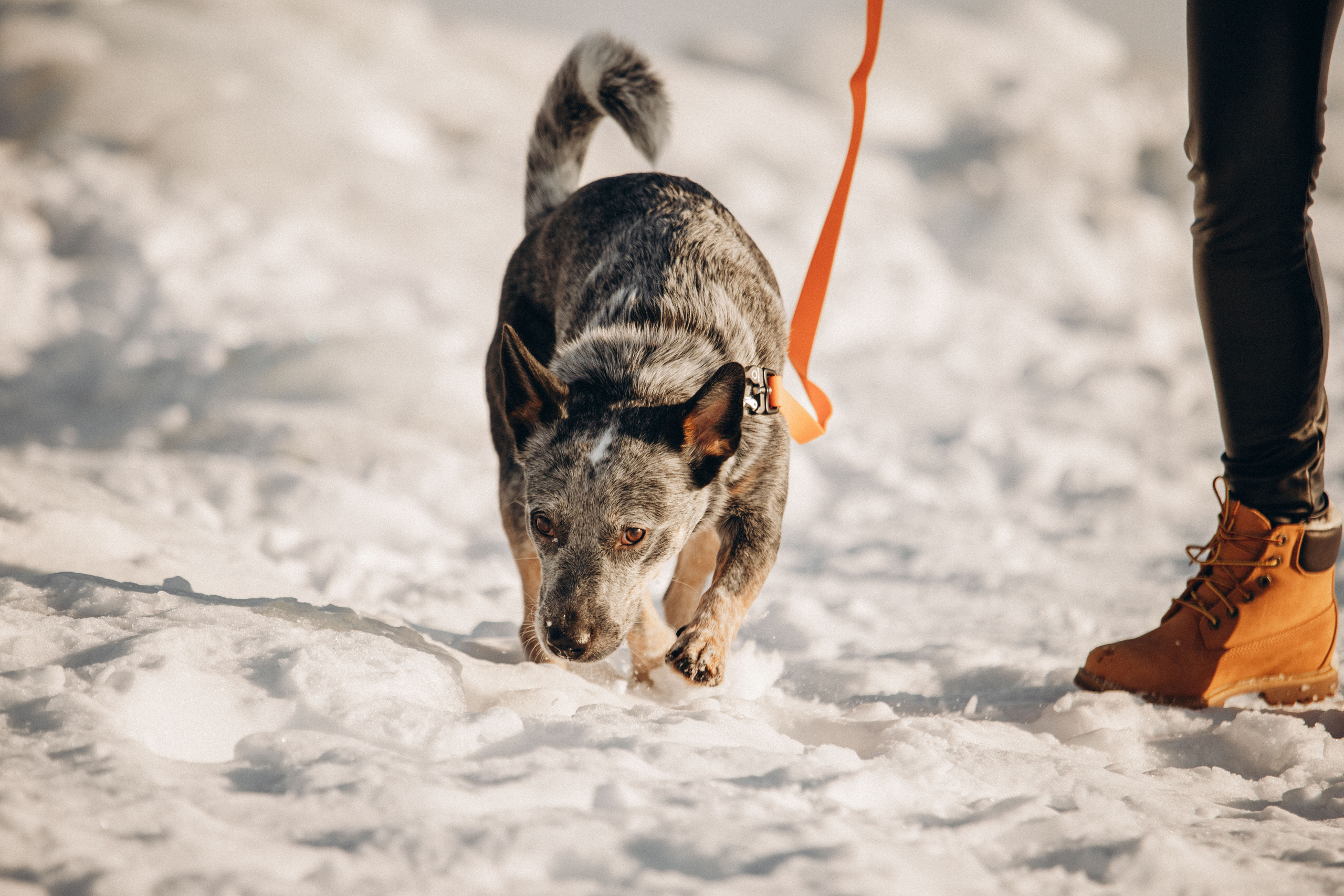 Оля и Мотя. Фотограф — Анималист | Санкт-Петербург