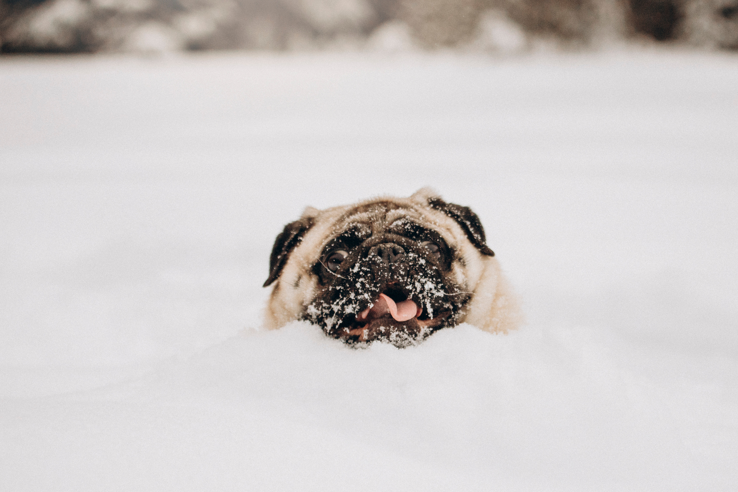 Марго, Степа и их семья. Фотограф — Анималист | Санкт-Петербург