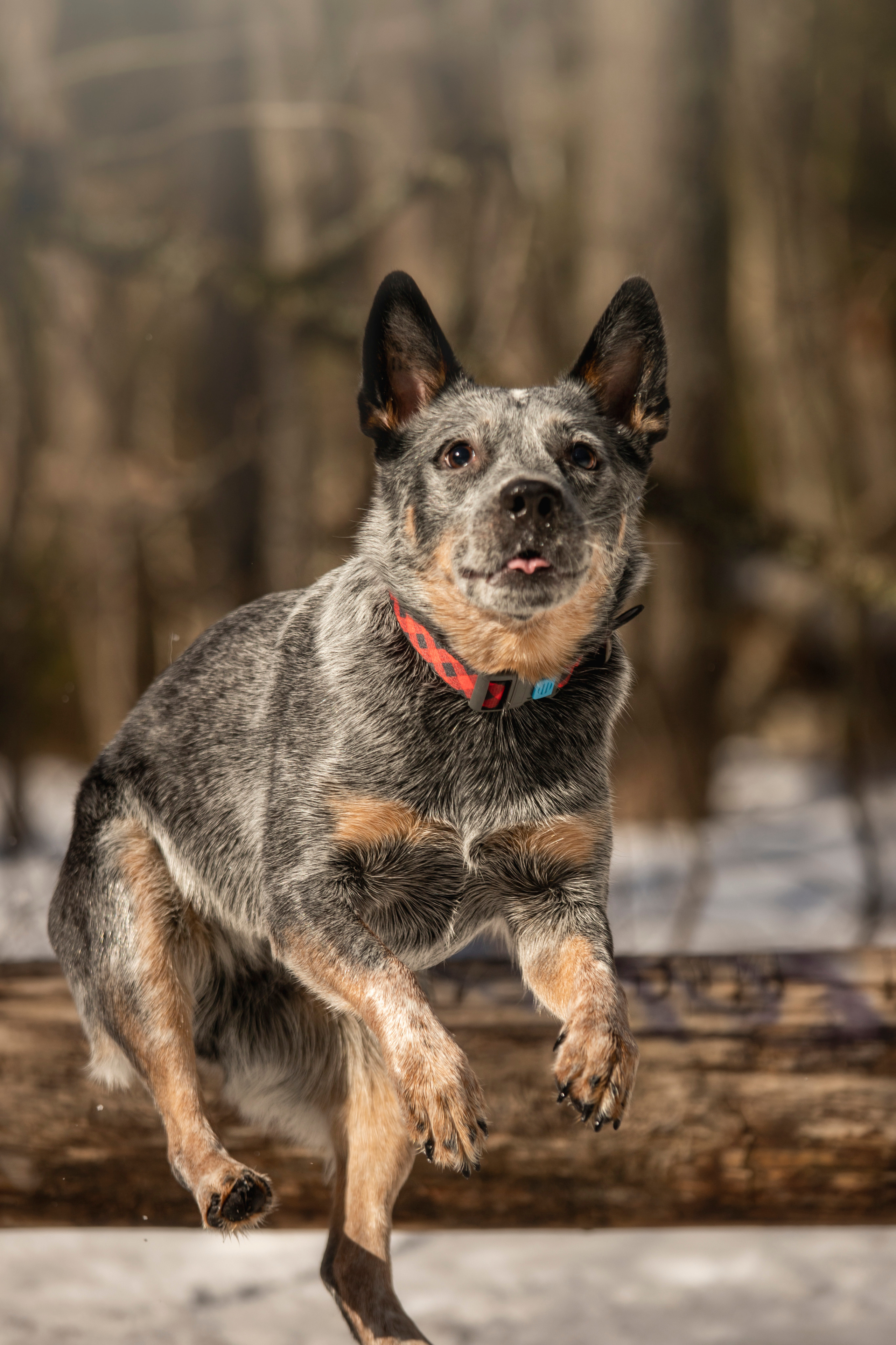 Оля и Мотя. Фотограф — Анималист | Санкт-Петербург