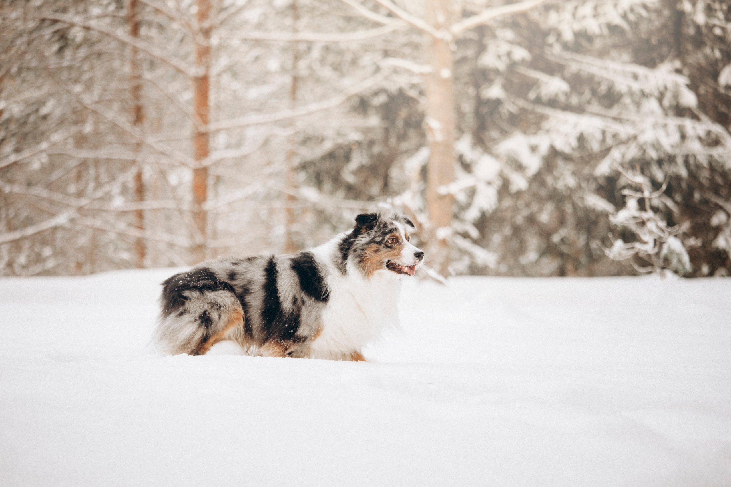 Айк и его семья. Фотограф — Анималист | Санкт-Петербург