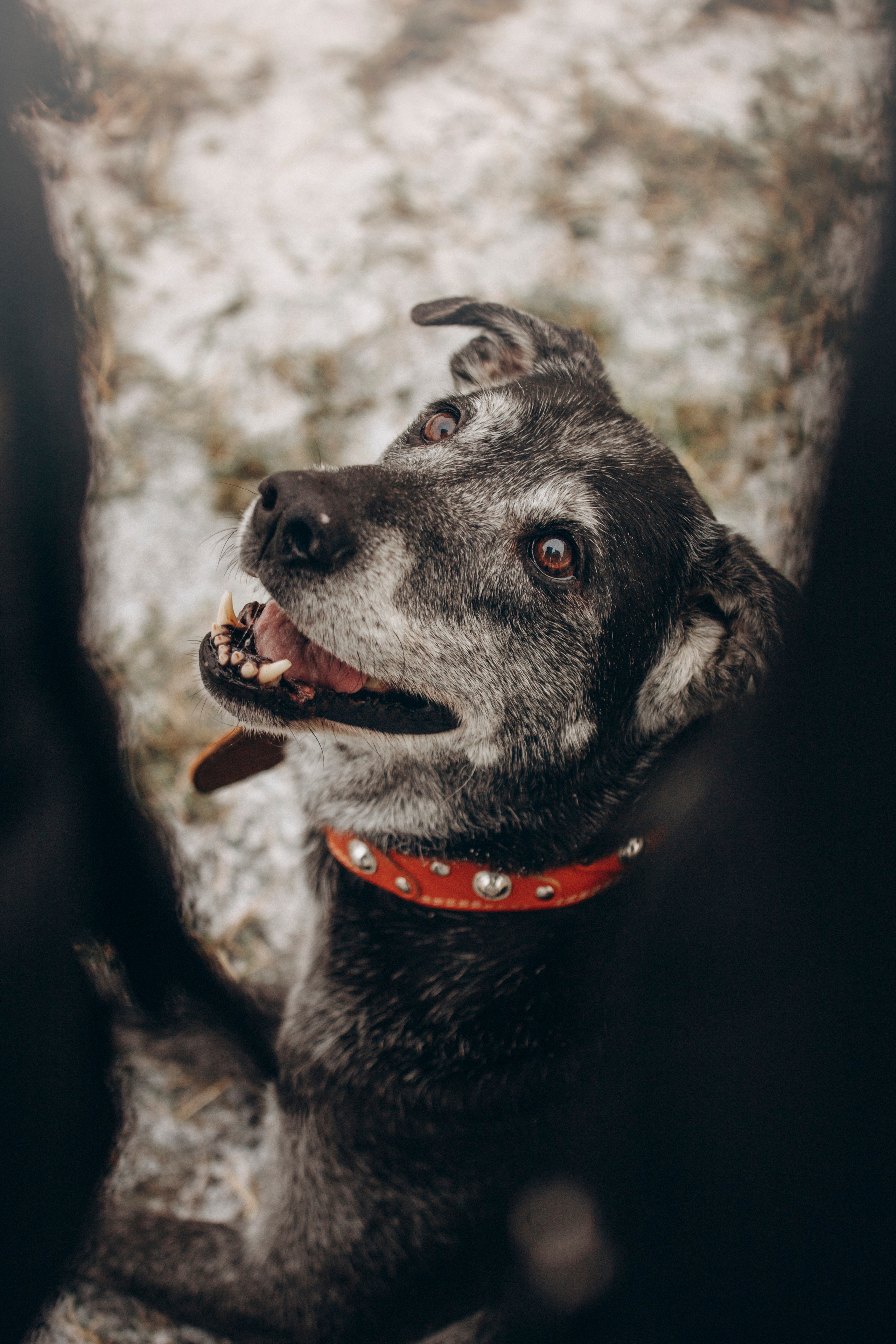 Ангус и его семья. Фотограф — Анималист | Санкт-Петербург