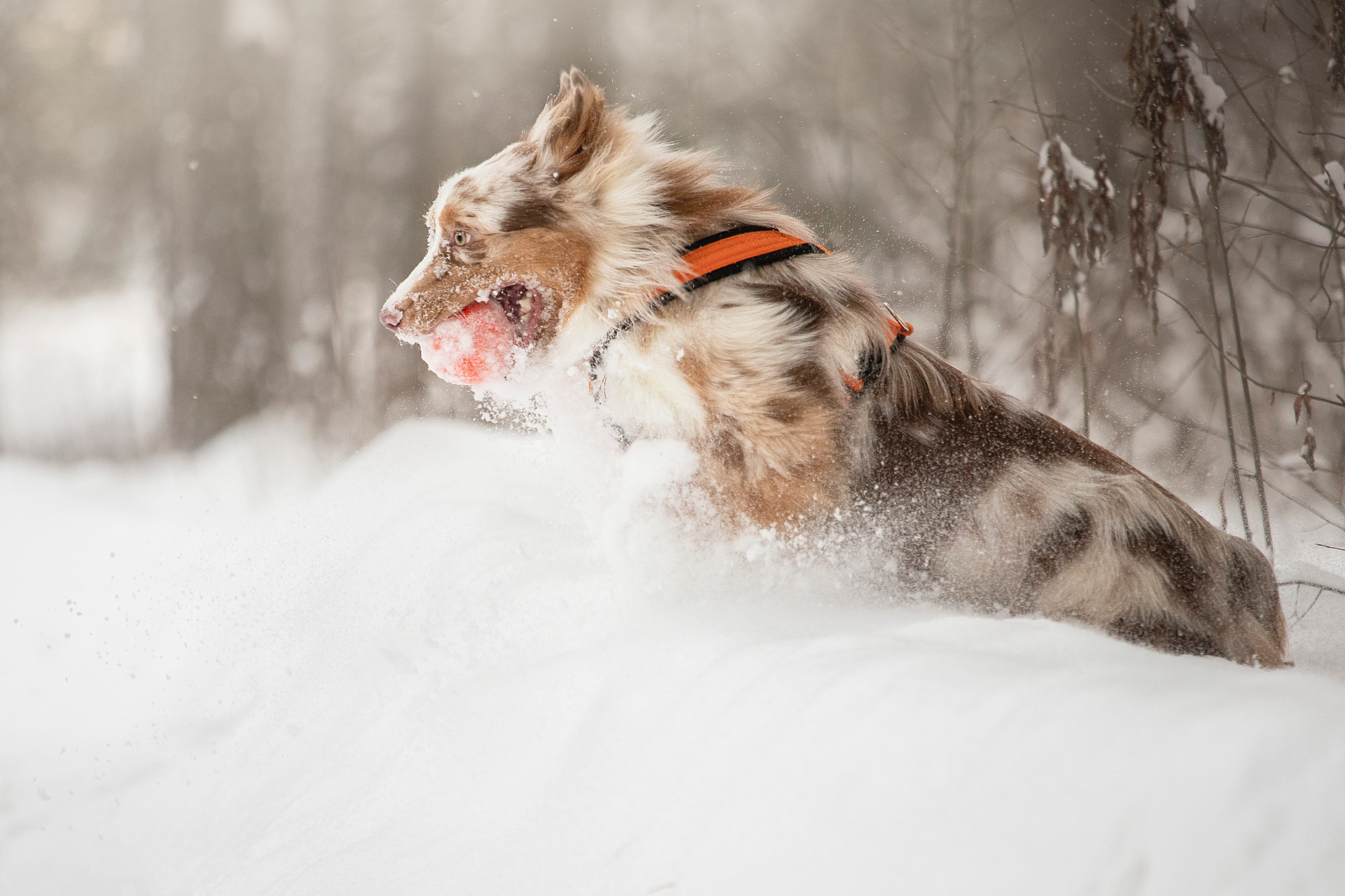 Делик, Скай и их семья. Фотограф — Анималист | Санкт-Петербург
