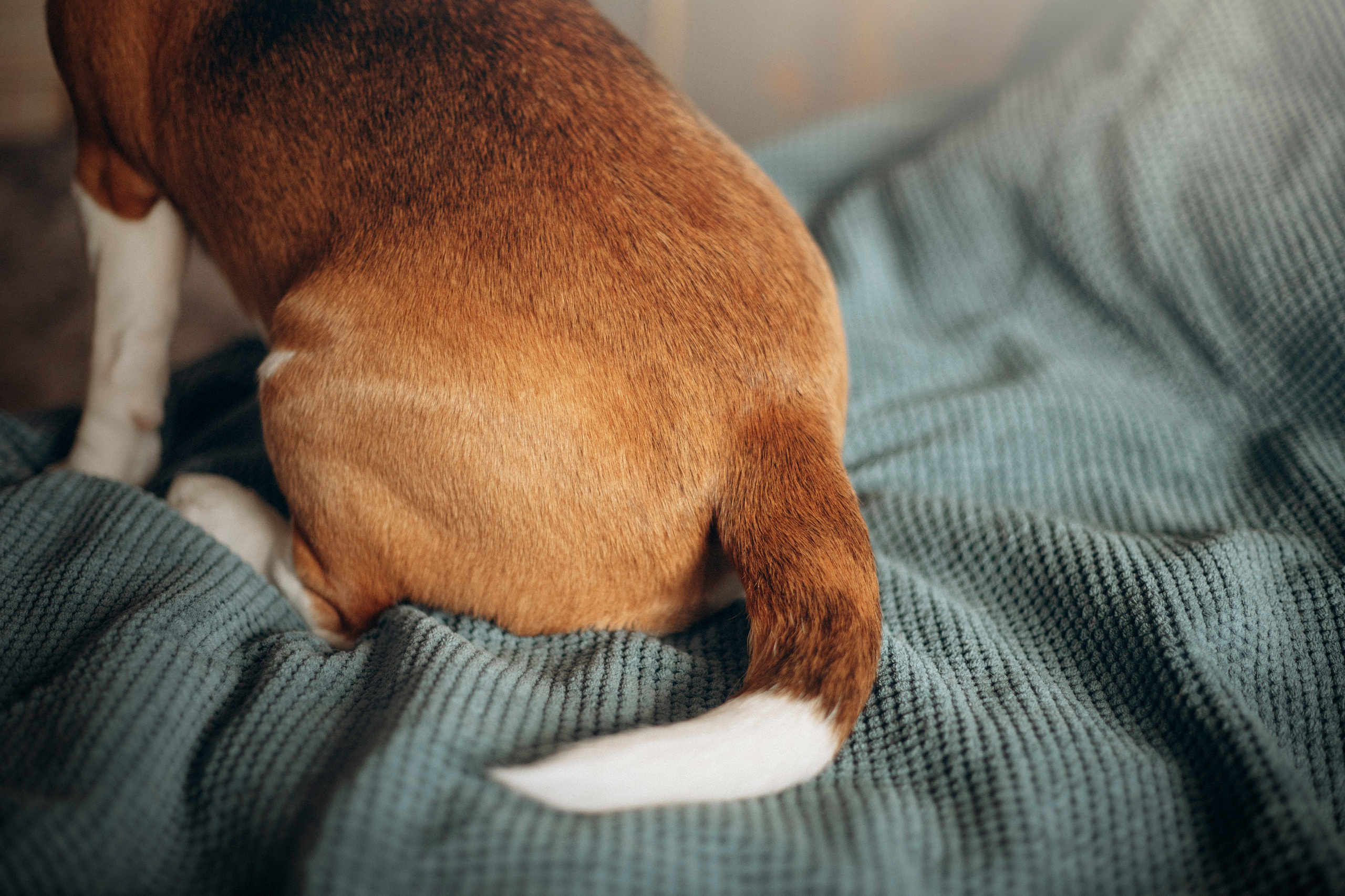 Полина и Бетти. Фотограф — Анималист | Санкт-Петербург