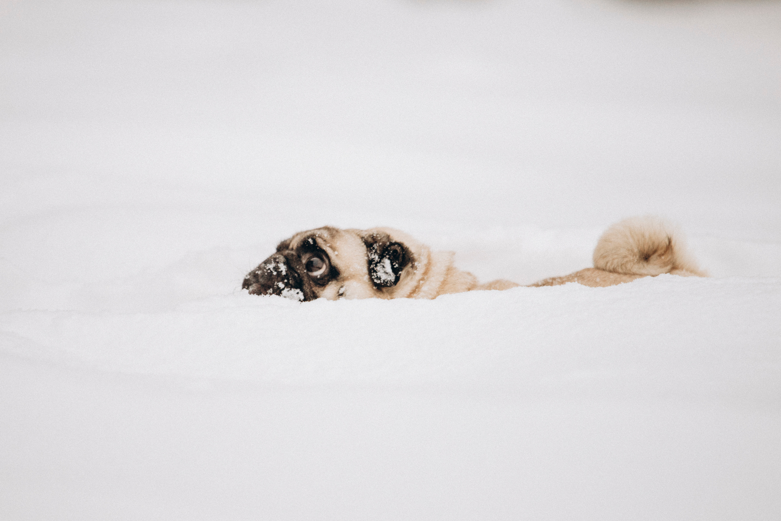 Марго, Степа и их семья. Фотограф — Анималист | Санкт-Петербург