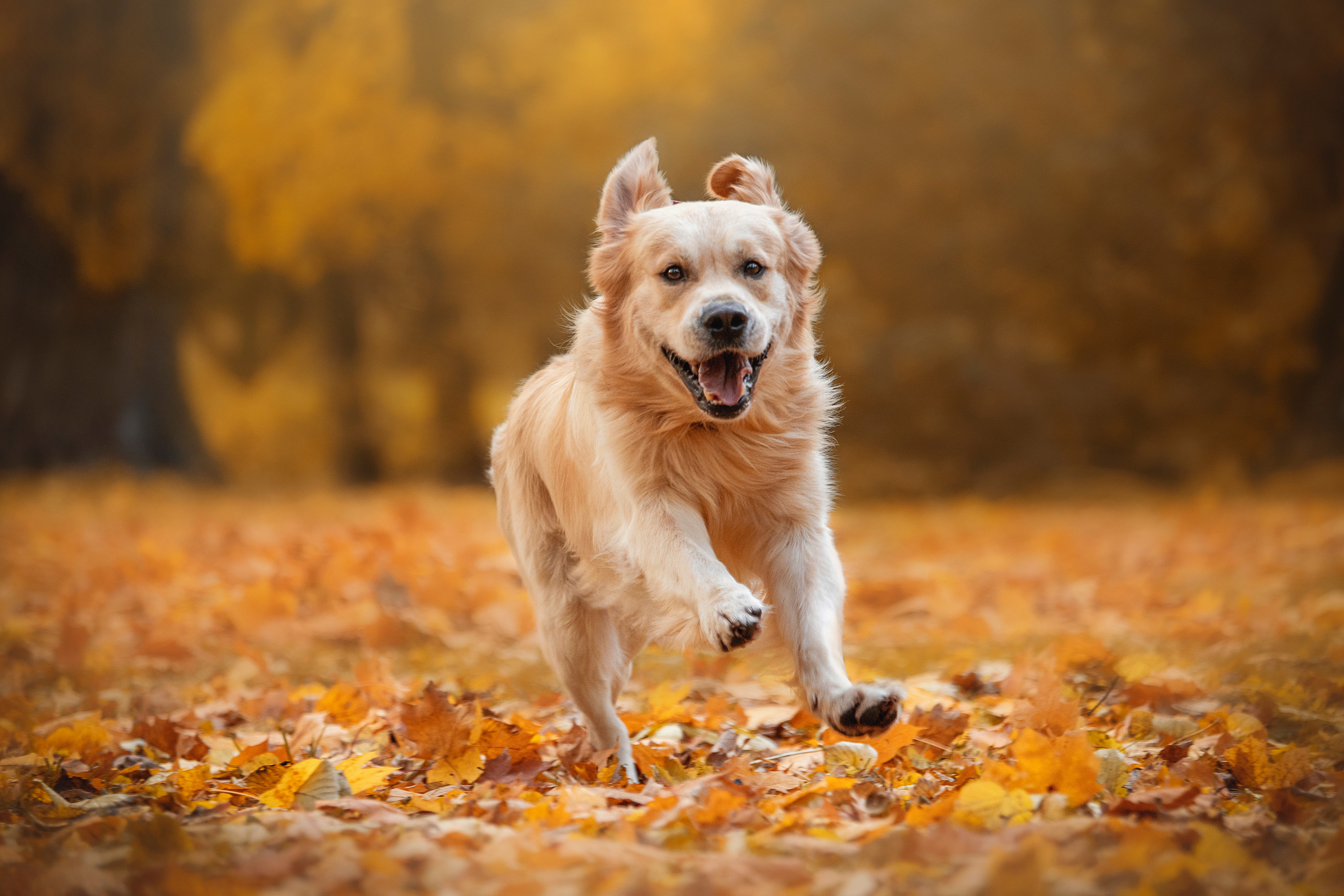 Лёвушка и его семья. Фотограф — Анималист | Санкт-Петербург