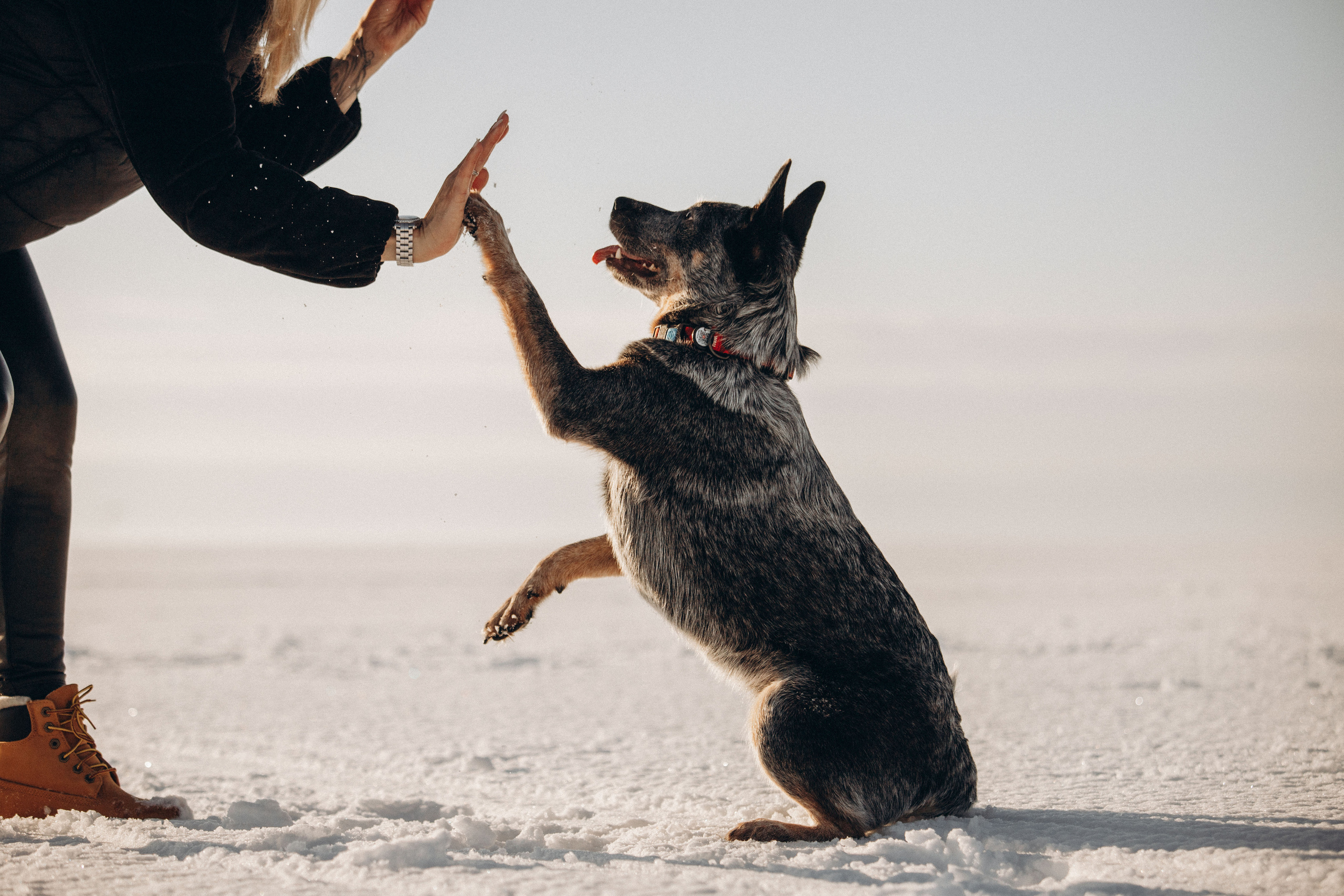 Оля и Мотя. Фотограф — Анималист | Санкт-Петербург