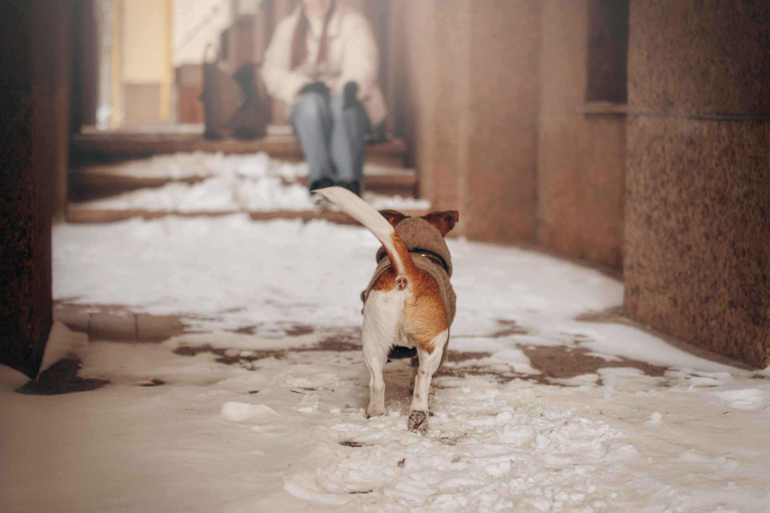 Даша и Бакс. Фотограф — Анималист | Санкт-Петербург