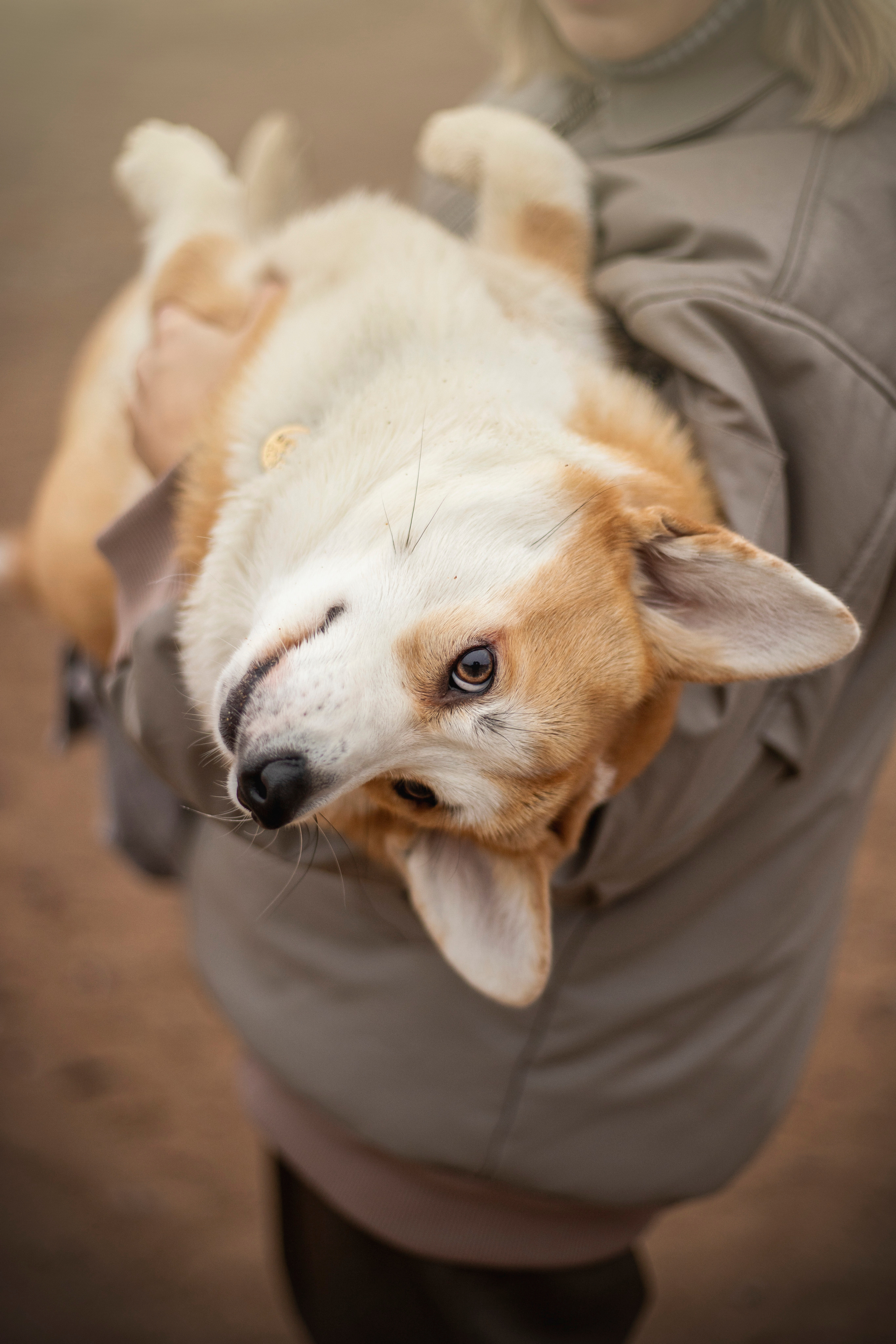 Барни и его семья. Фотограф — Анималист | Санкт-Петербург
