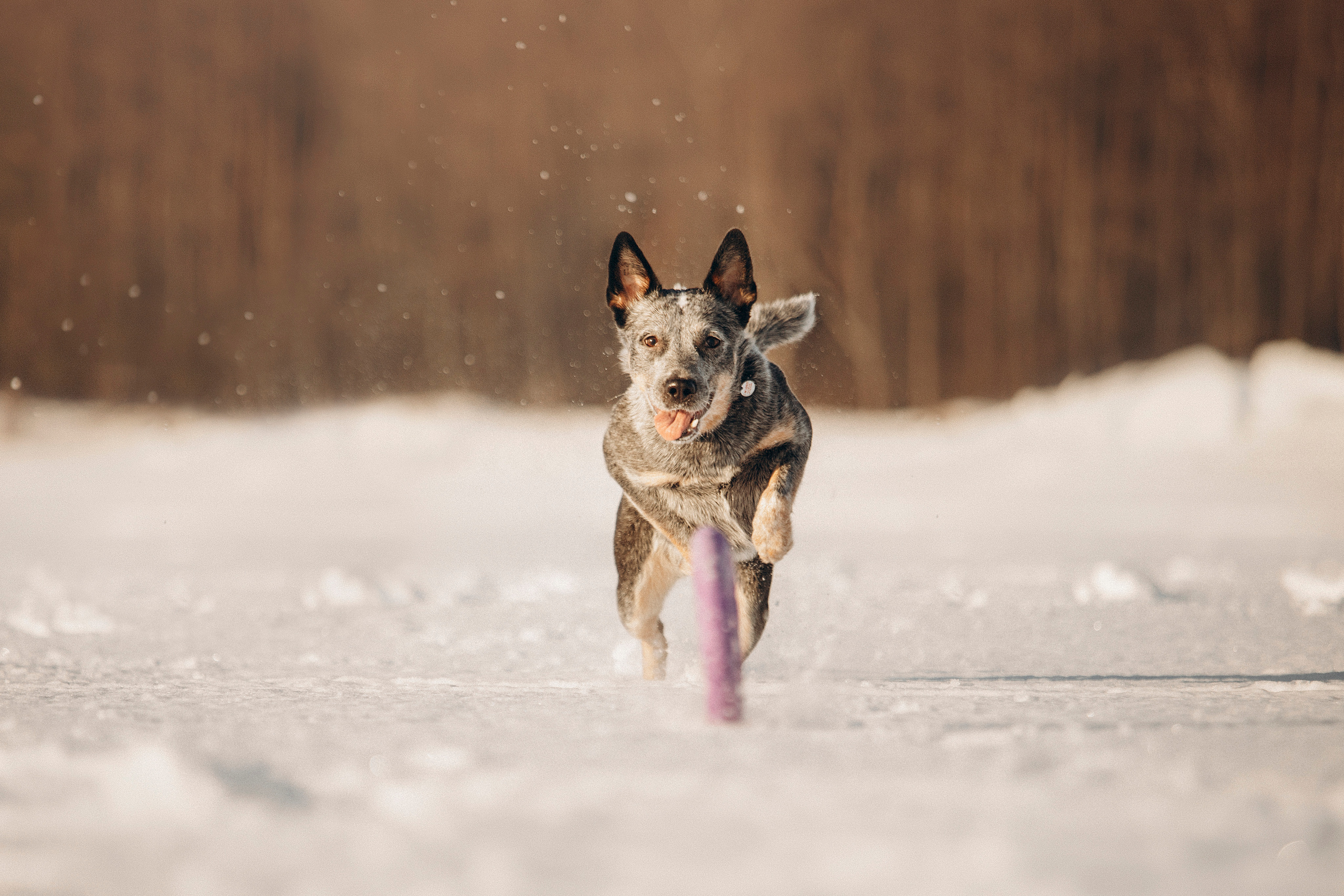 Оля и Мотя. Фотограф — Анималист | Санкт-Петербург