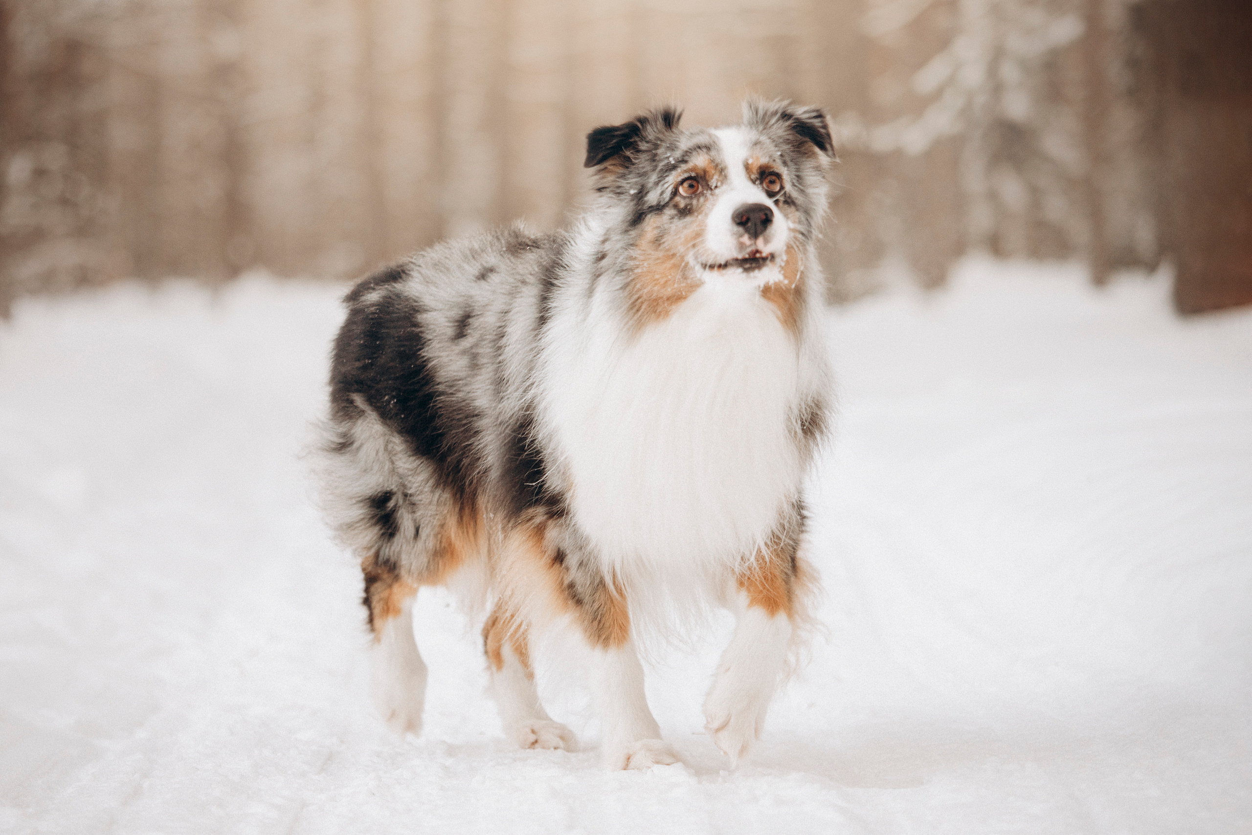 Айк и его семья. Фотограф — Анималист | Санкт-Петербург