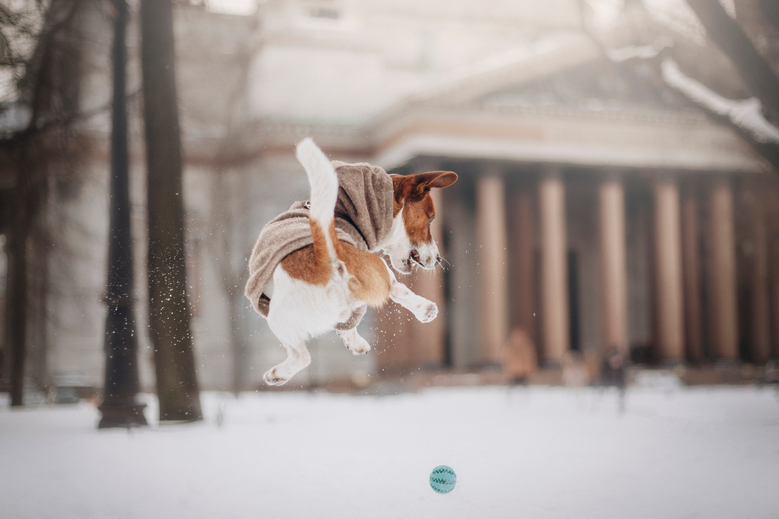Даша и Бакс. Фотограф — Анималист | Санкт-Петербург