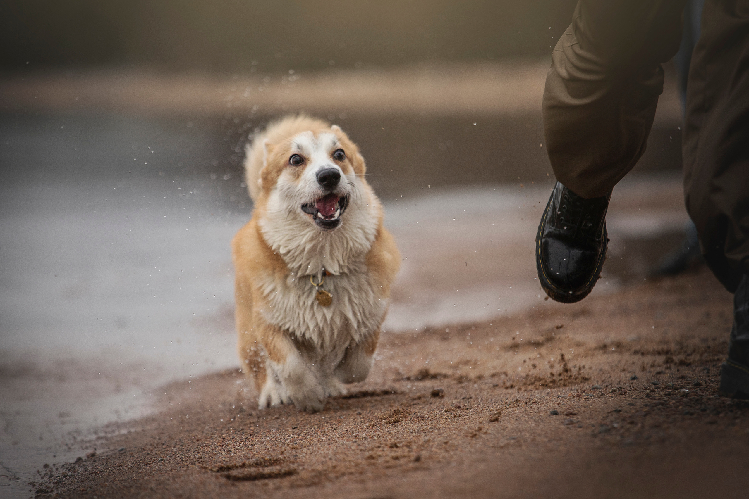 Барни и его семья. Фотограф — Анималист | Санкт-Петербург