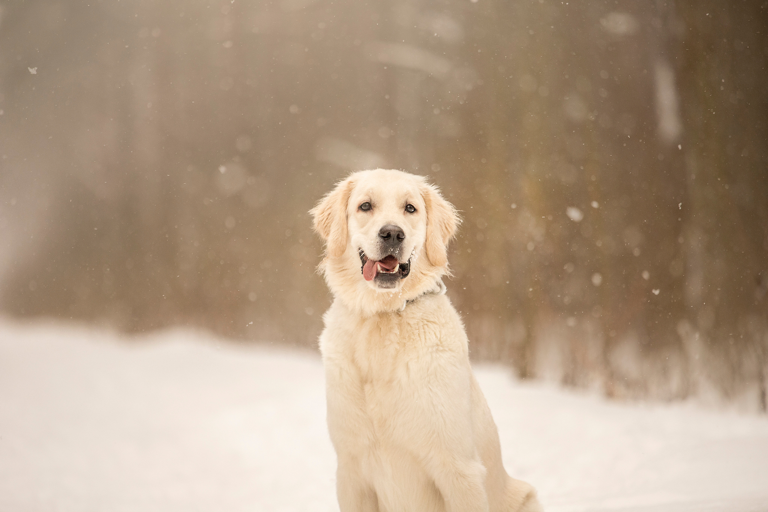 Милка и ее семья. Фотограф — Анималист | Санкт-Петербург