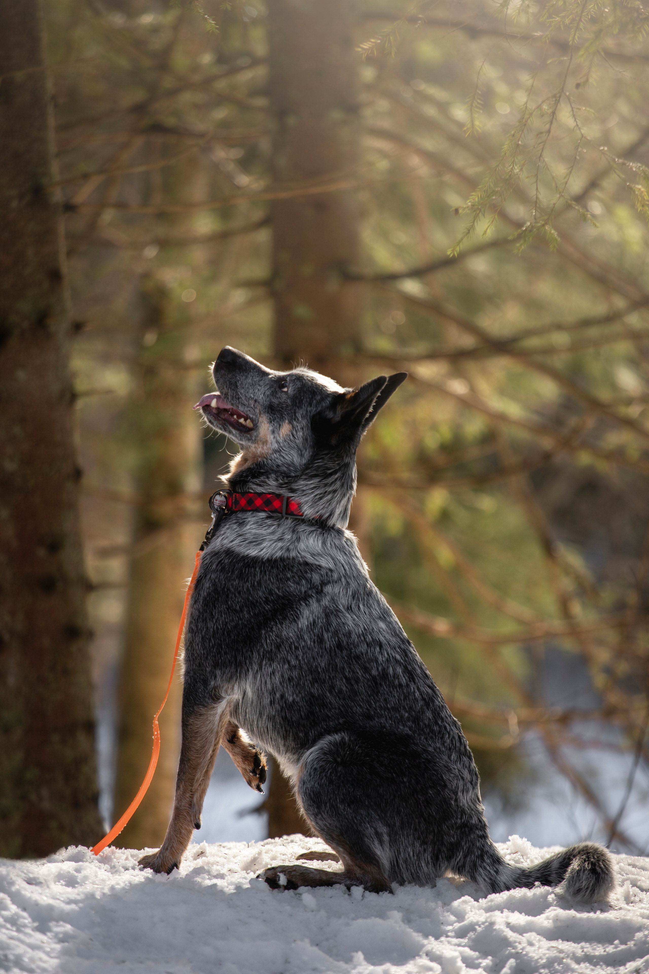 Оля и Мотя. Фотограф — Анималист | Санкт-Петербург