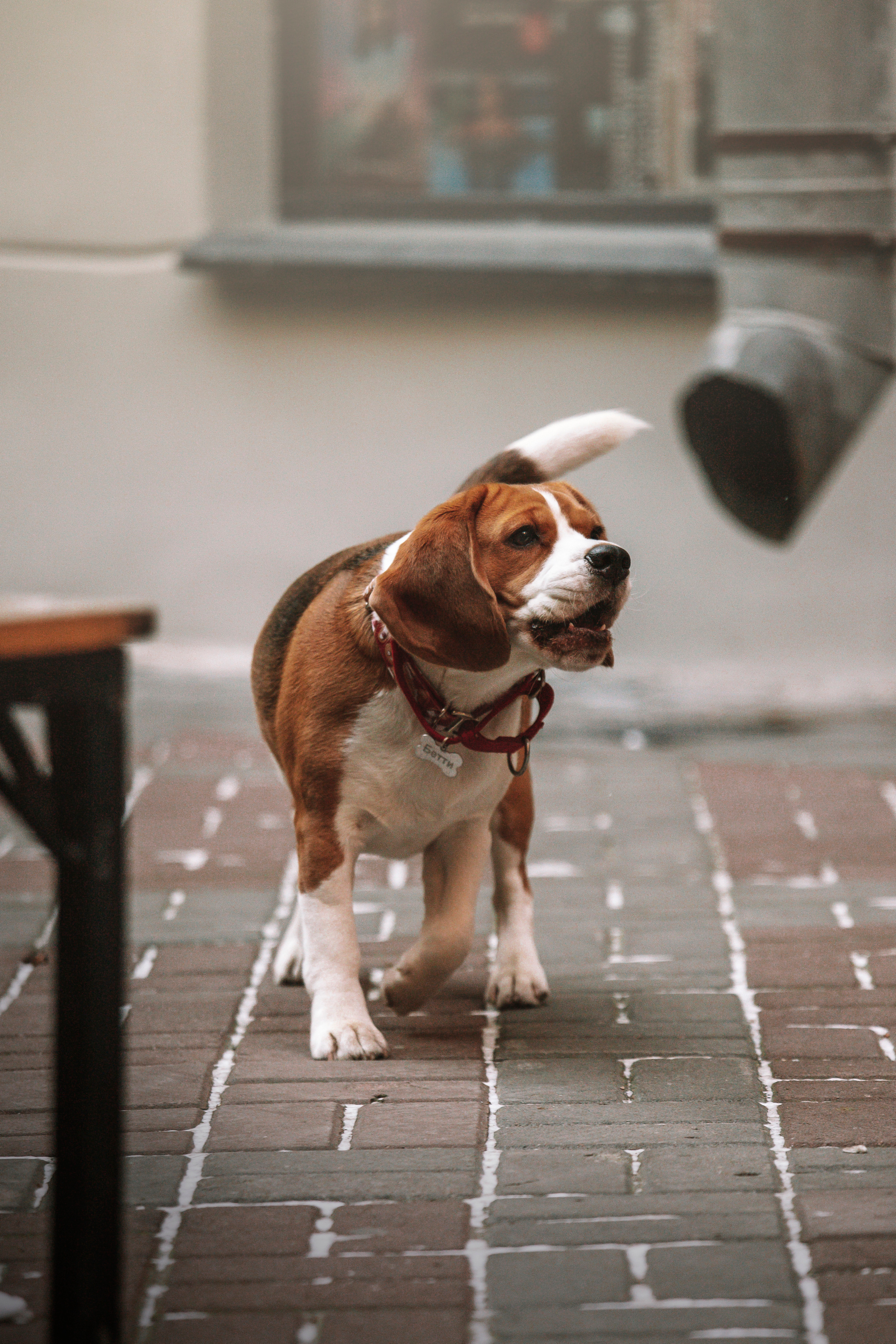 Полина и Бетти. Фотограф — Анималист | Санкт-Петербург