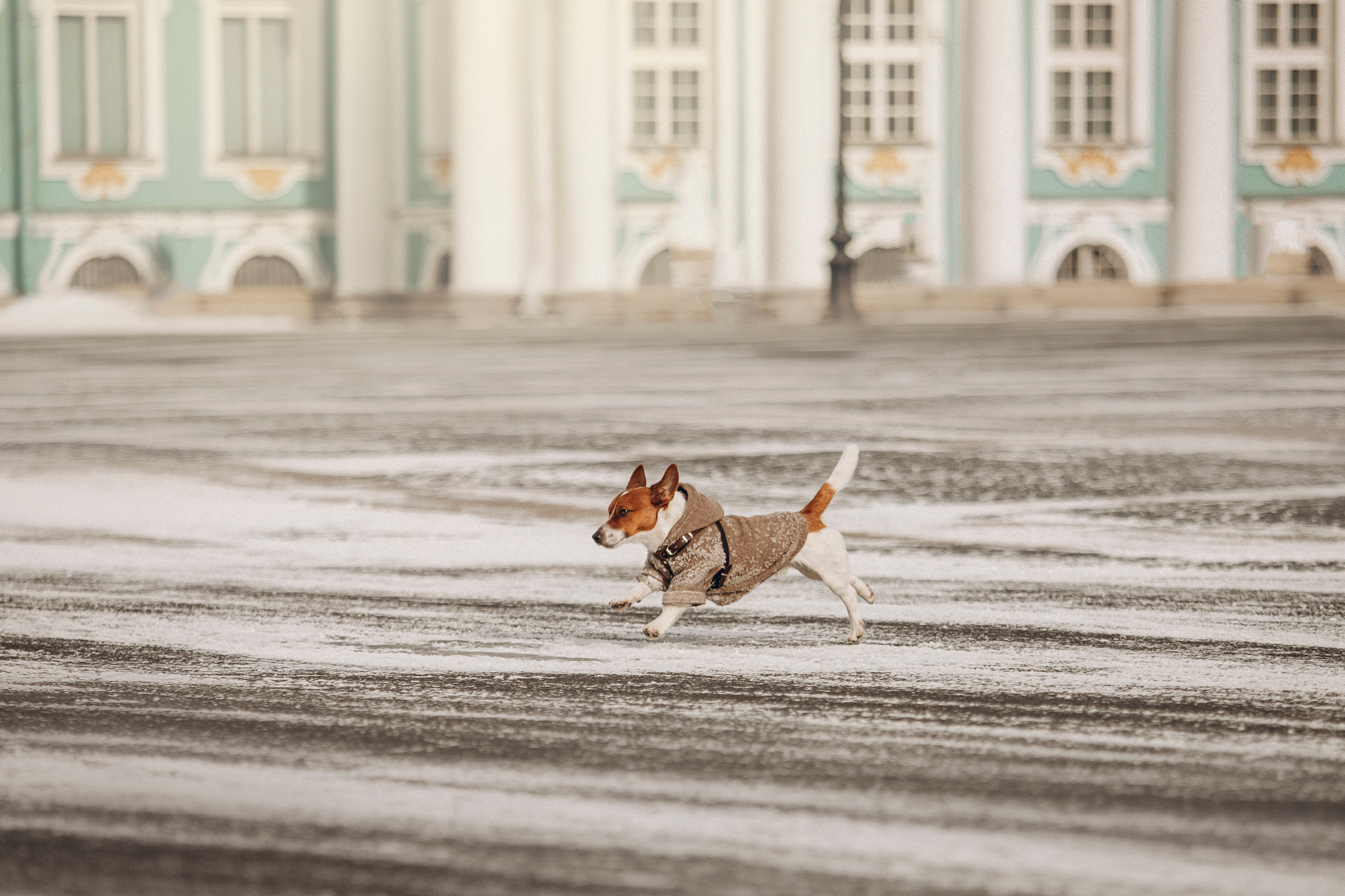 Даша и Бакс. Фотограф — Анималист | Санкт-Петербург
