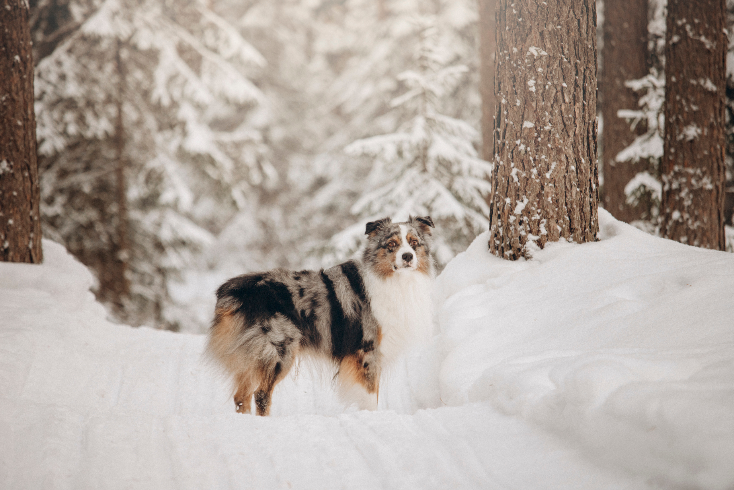 Айк и его семья. Фотограф — Анималист | Санкт-Петербург