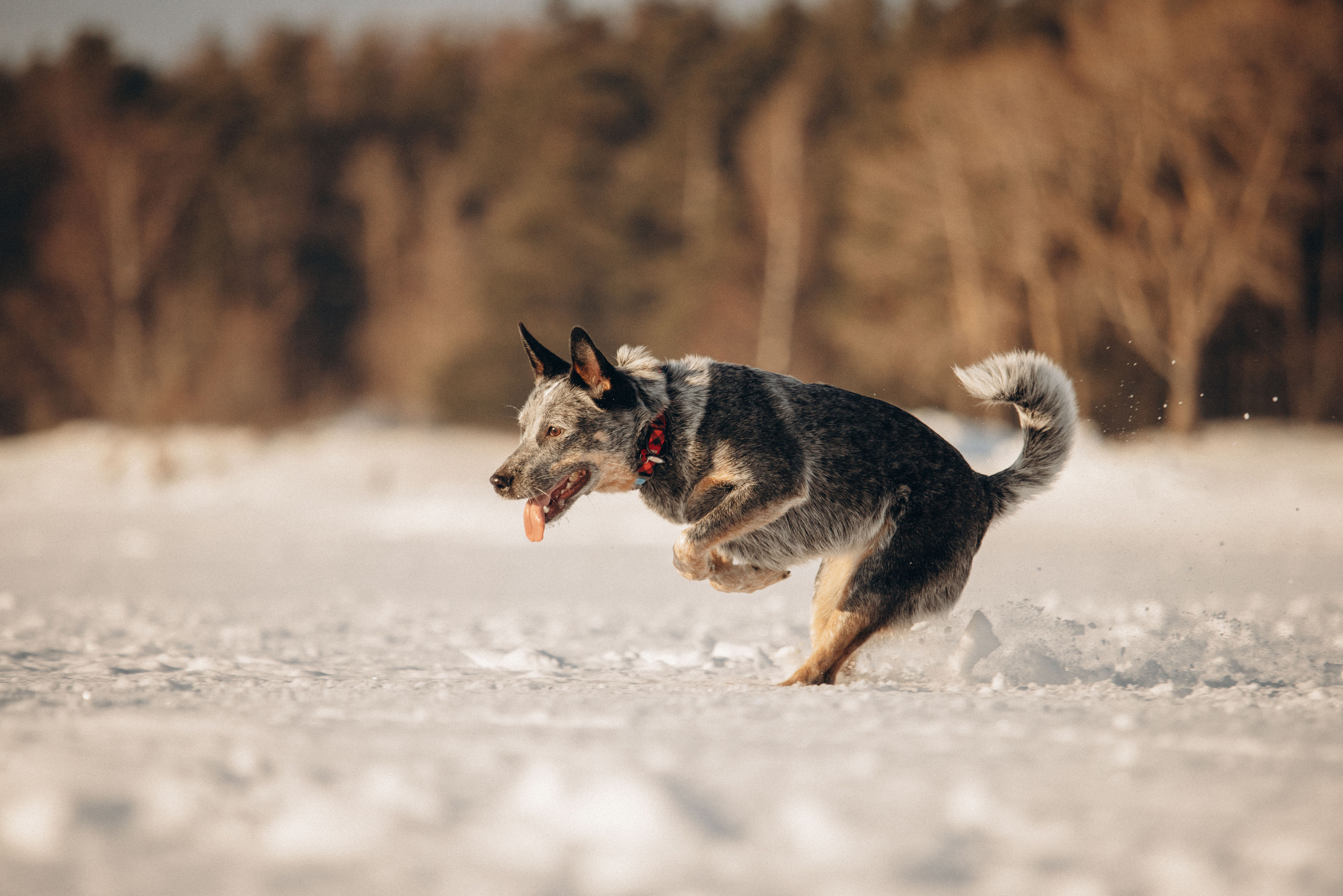 Оля и Мотя. Фотограф — Анималист | Санкт-Петербург