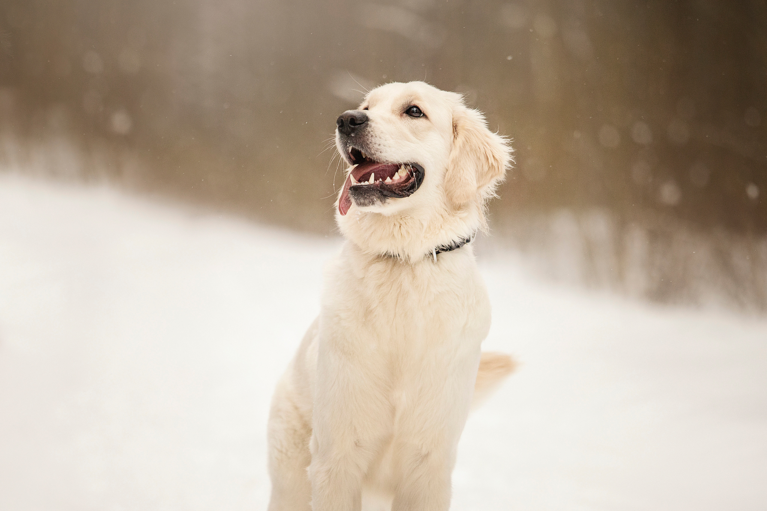 Милка и ее семья. Фотограф — Анималист | Санкт-Петербург