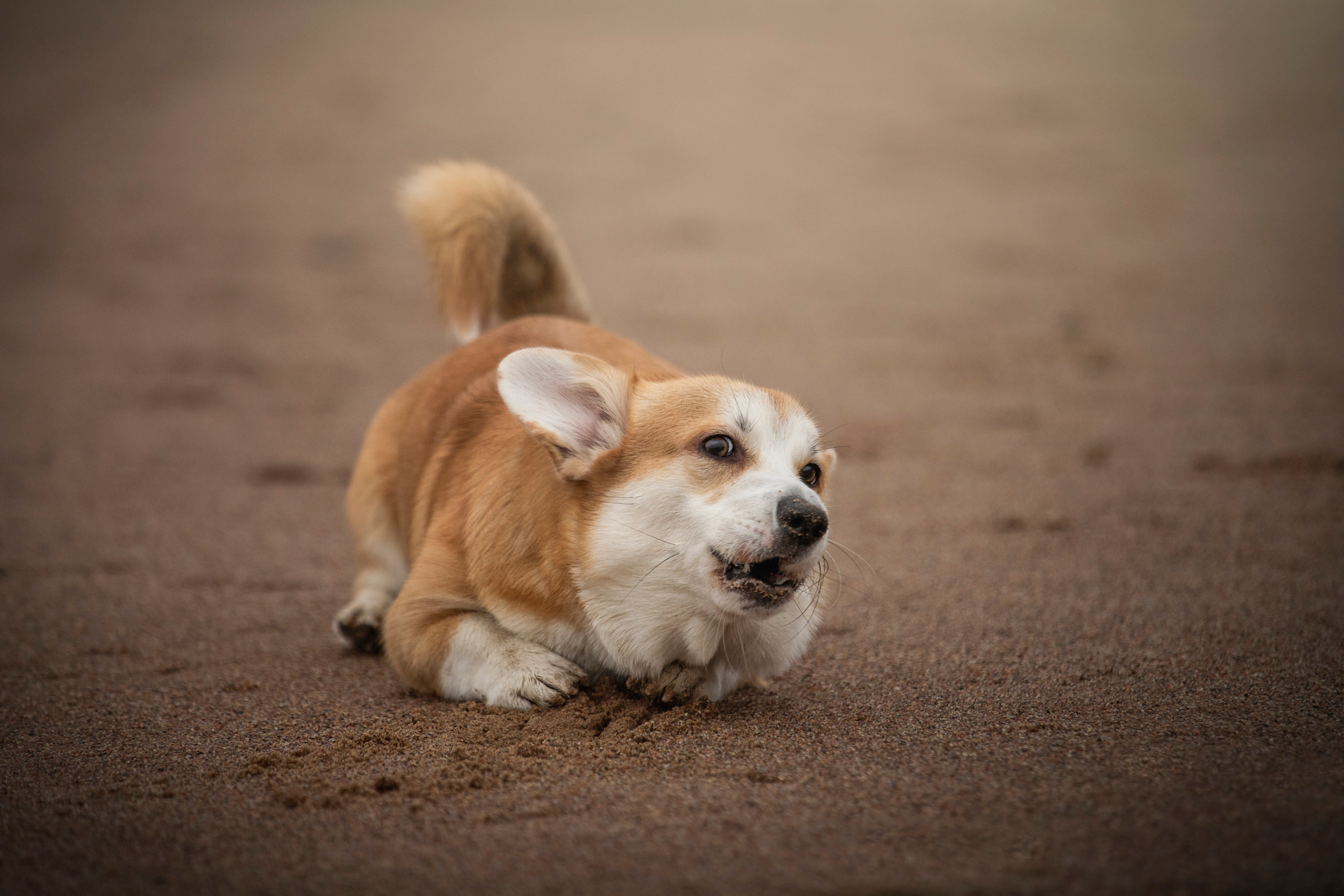 Барни и его семья. Фотограф — Анималист | Санкт-Петербург