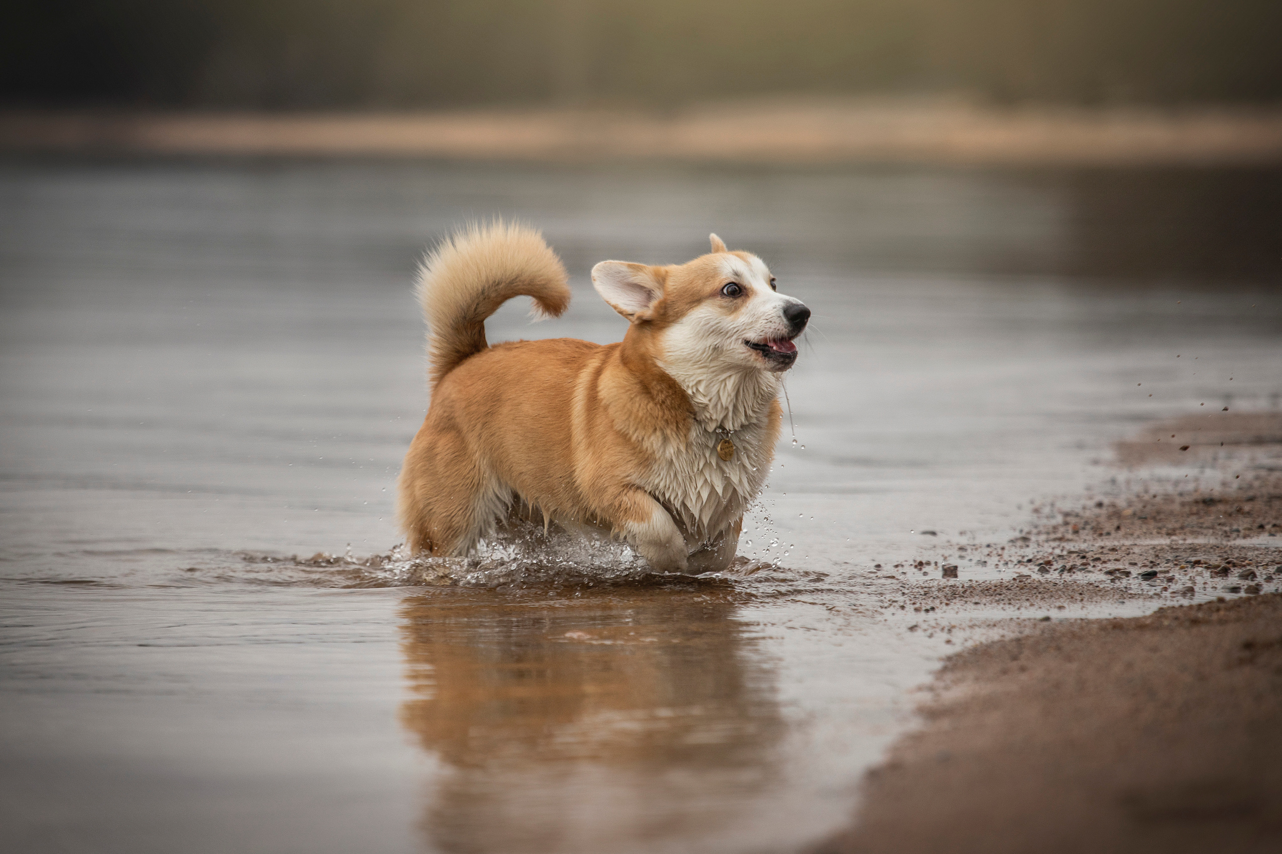 Барни и его семья. Фотограф — Анималист | Санкт-Петербург
