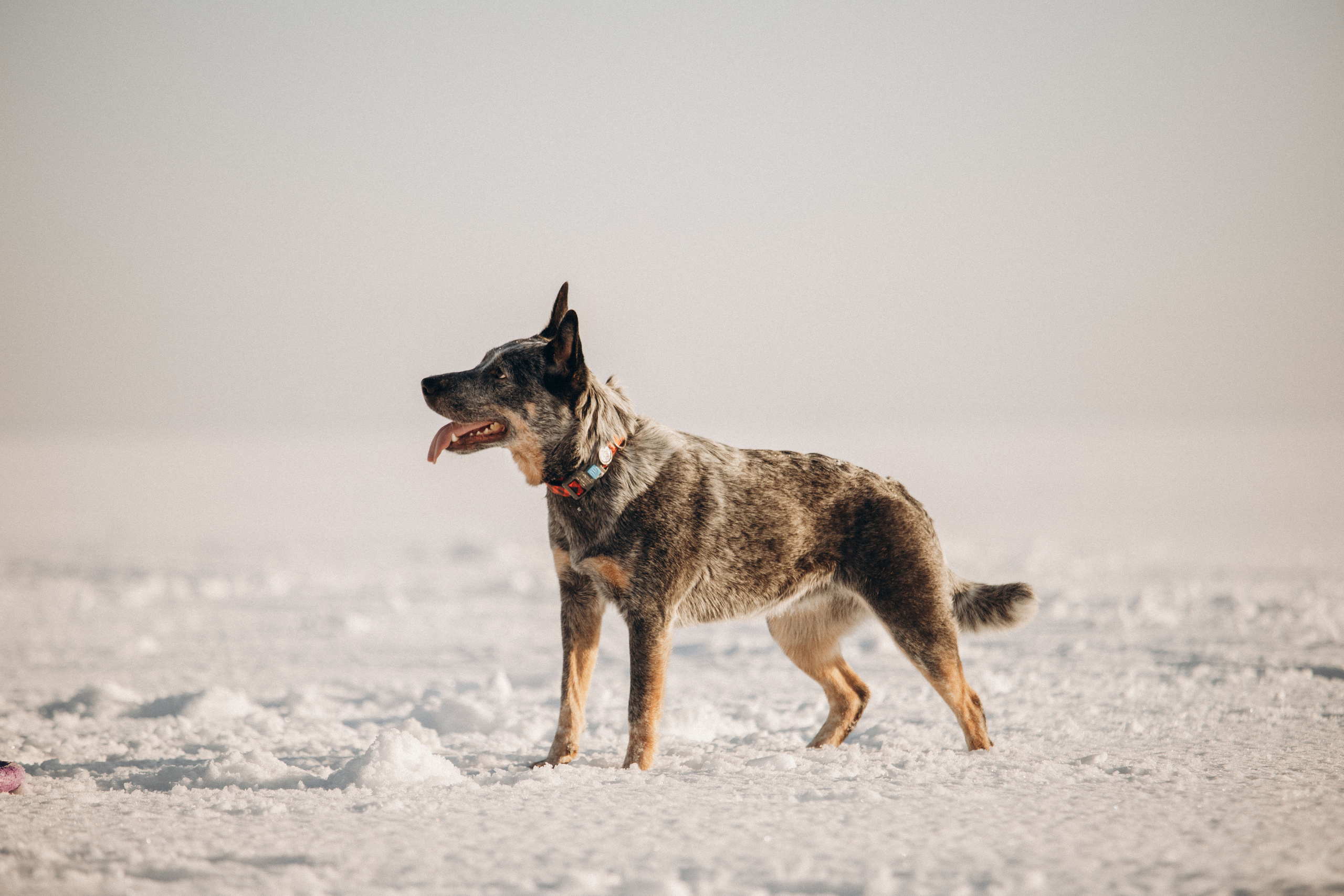 Оля и Мотя. Фотограф — Анималист | Санкт-Петербург
