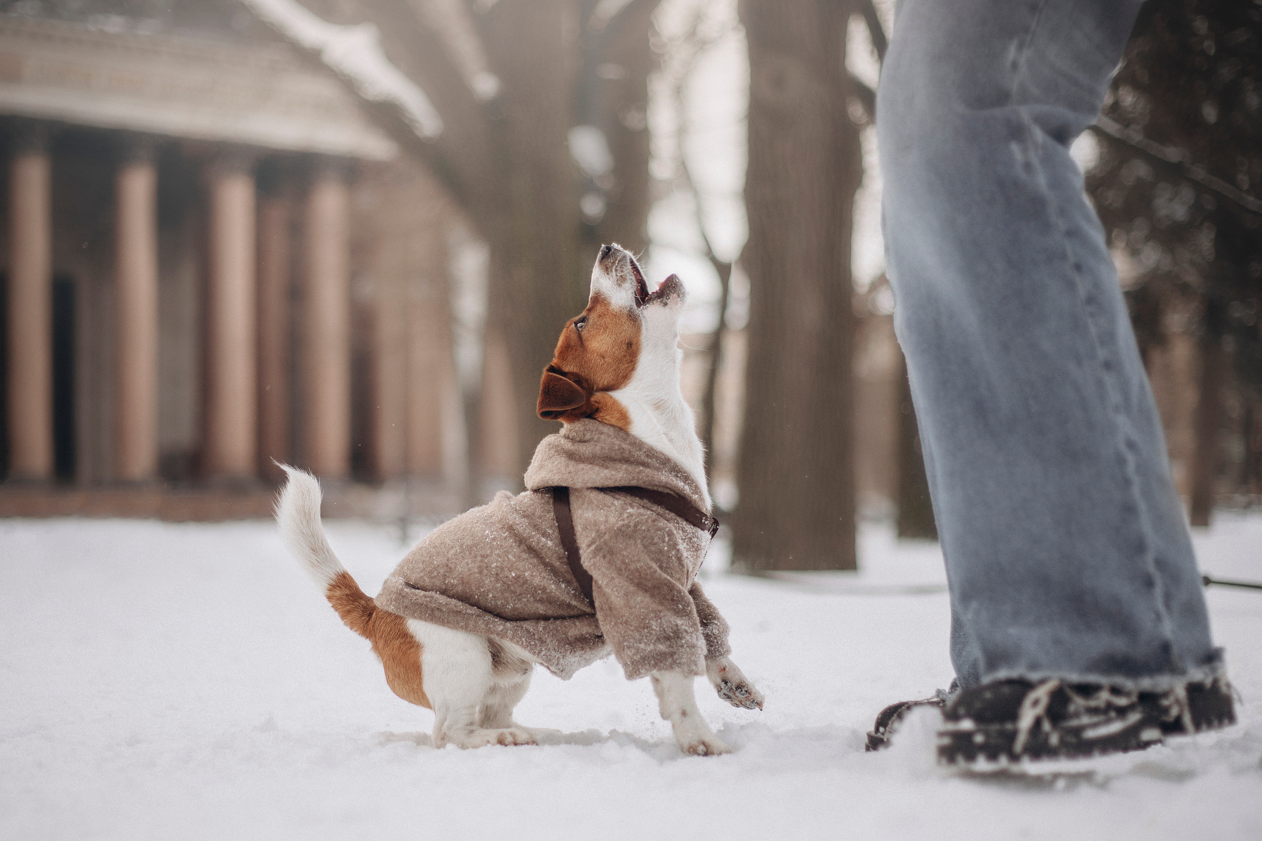 Даша и Бакс. Фотограф — Анималист | Санкт-Петербург