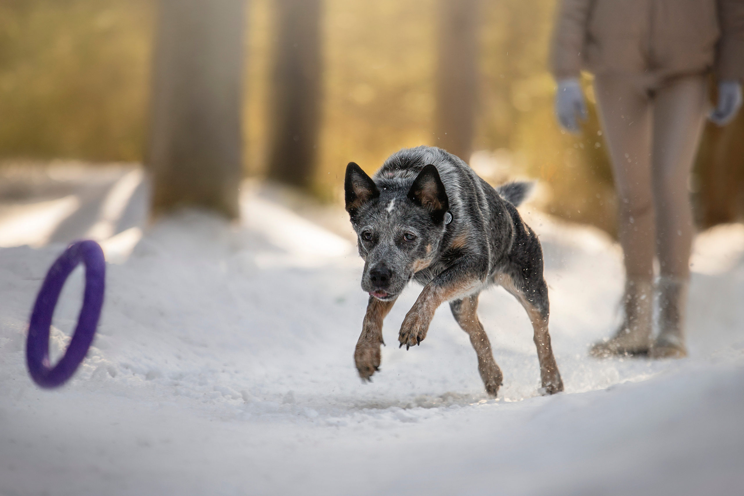 Оля и Мотя. Фотограф — Анималист | Санкт-Петербург
