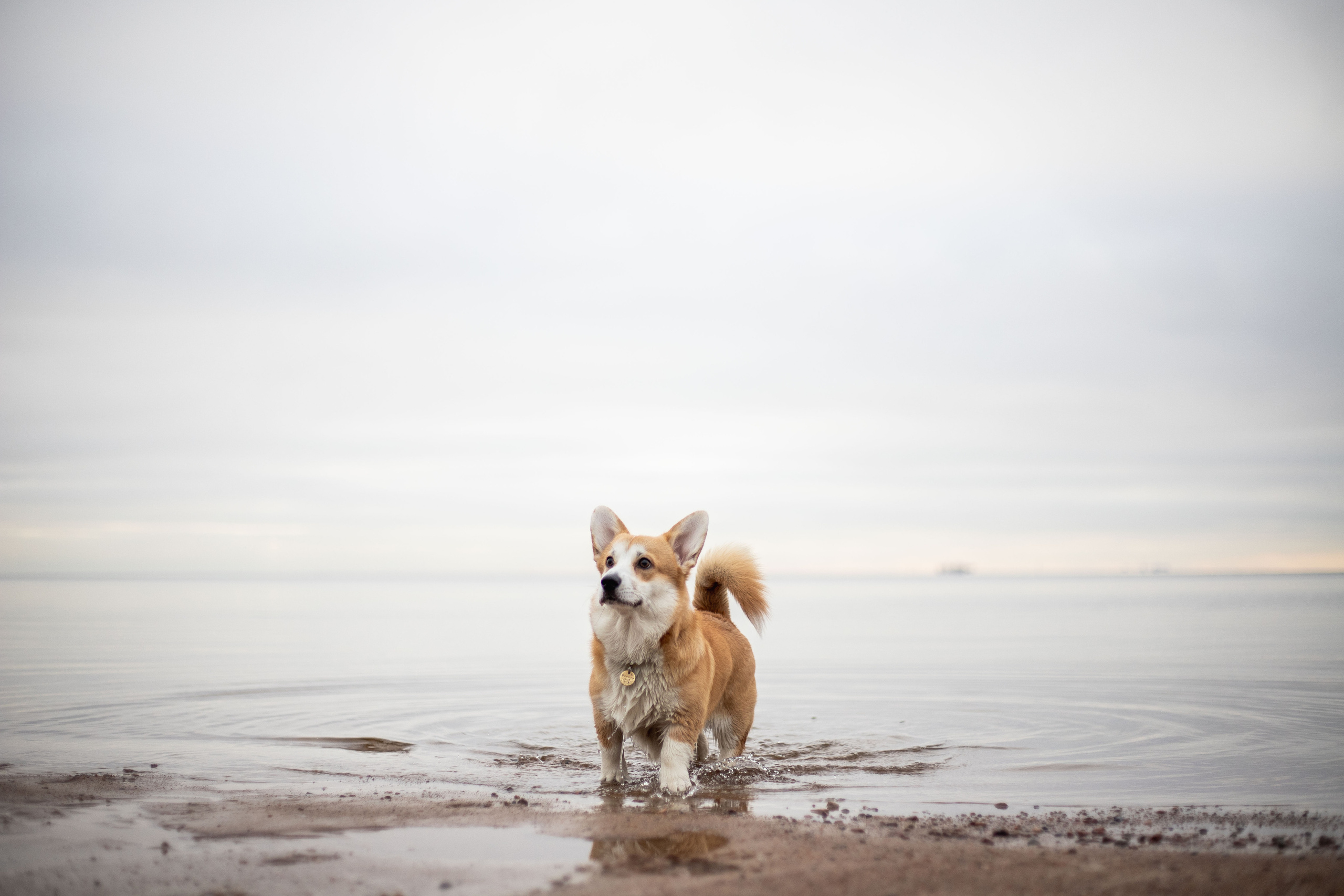 Барни и его семья. Фотограф — Анималист | Санкт-Петербург