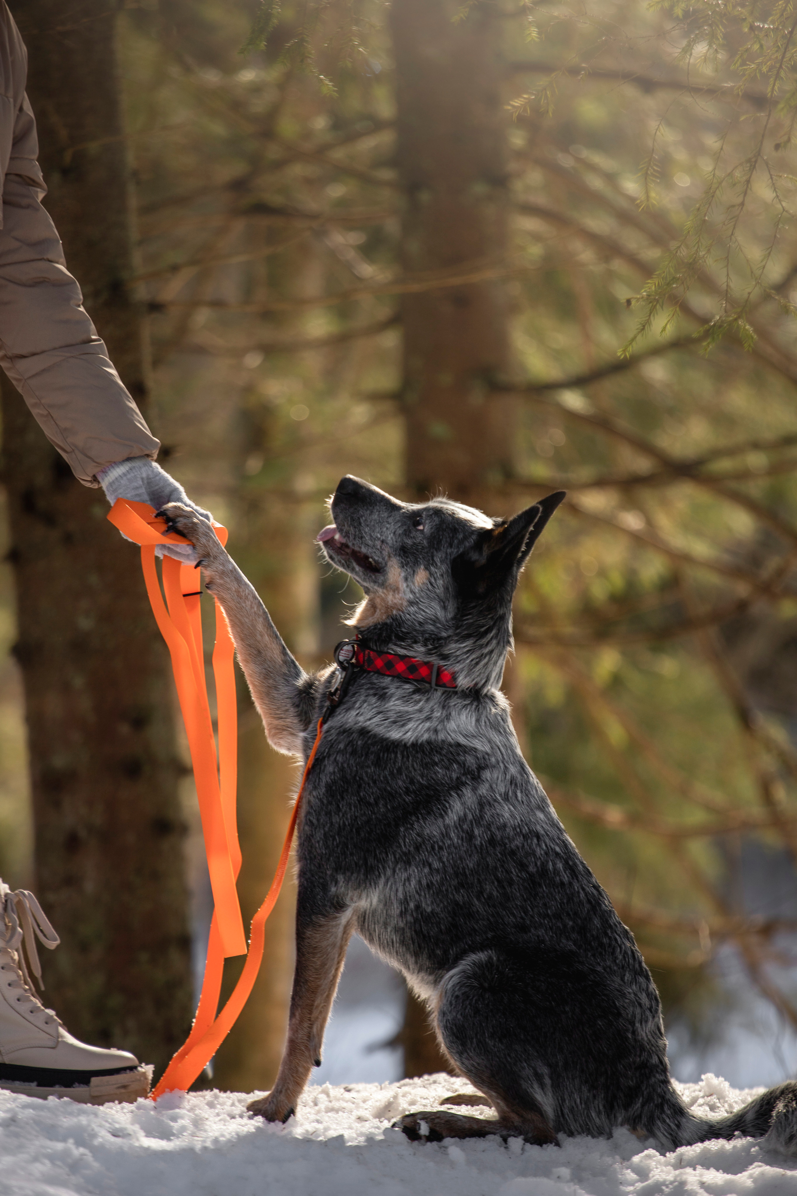 Оля и Мотя. Фотограф — Анималист | Санкт-Петербург