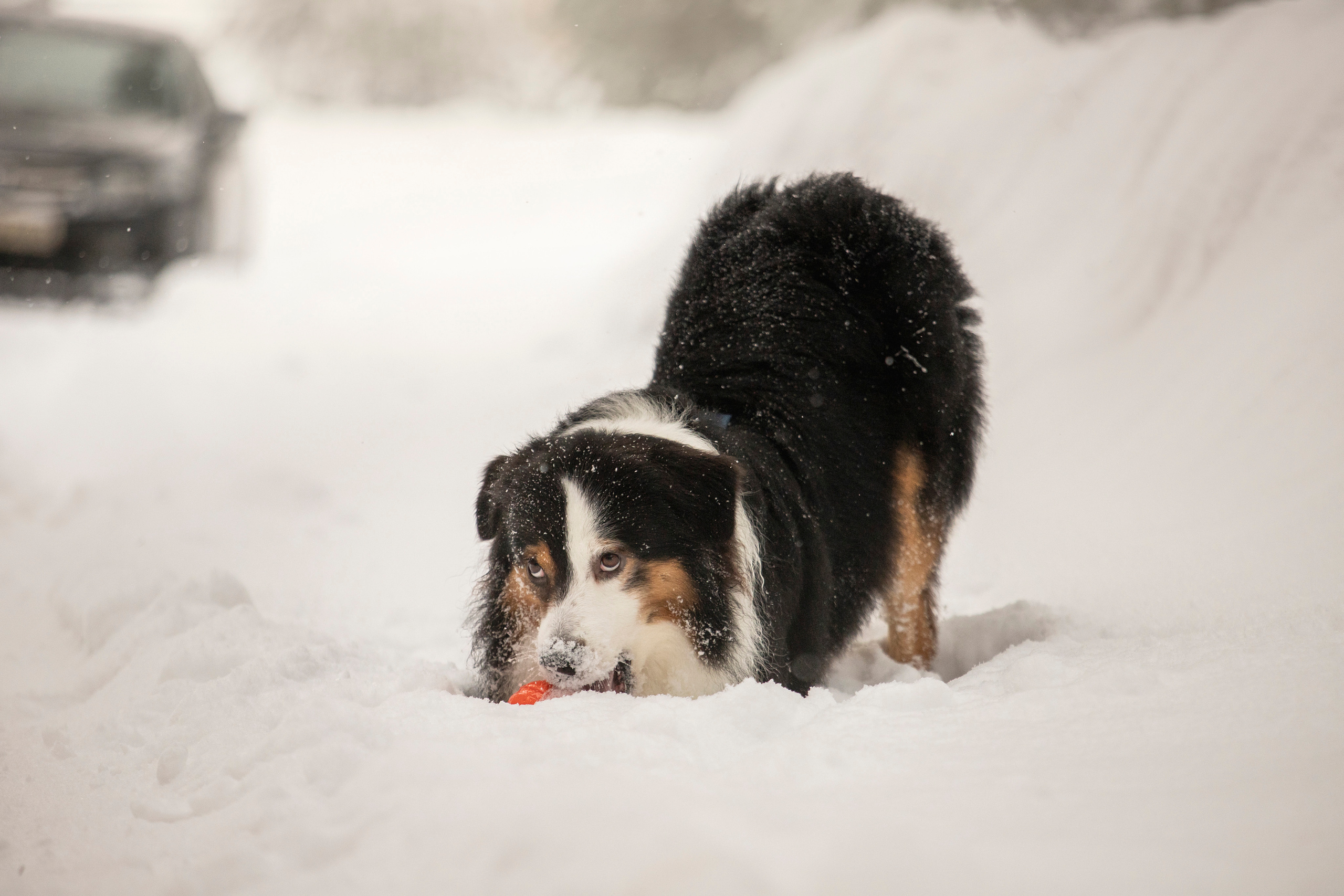Делик, Скай и их семья. Фотограф — Анималист | Санкт-Петербург