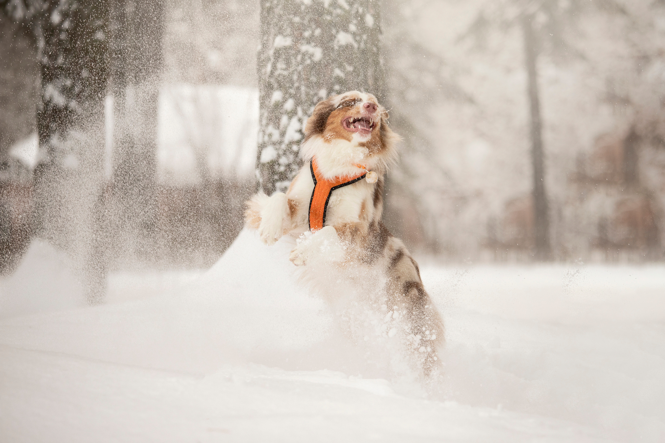 Делик, Скай и их семья. Фотограф — Анималист | Санкт-Петербург
