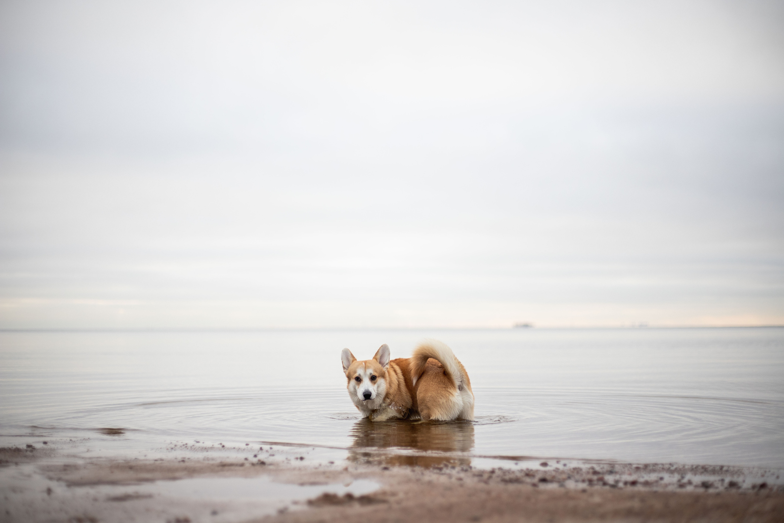 Барни и его семья. Фотограф — Анималист | Санкт-Петербург