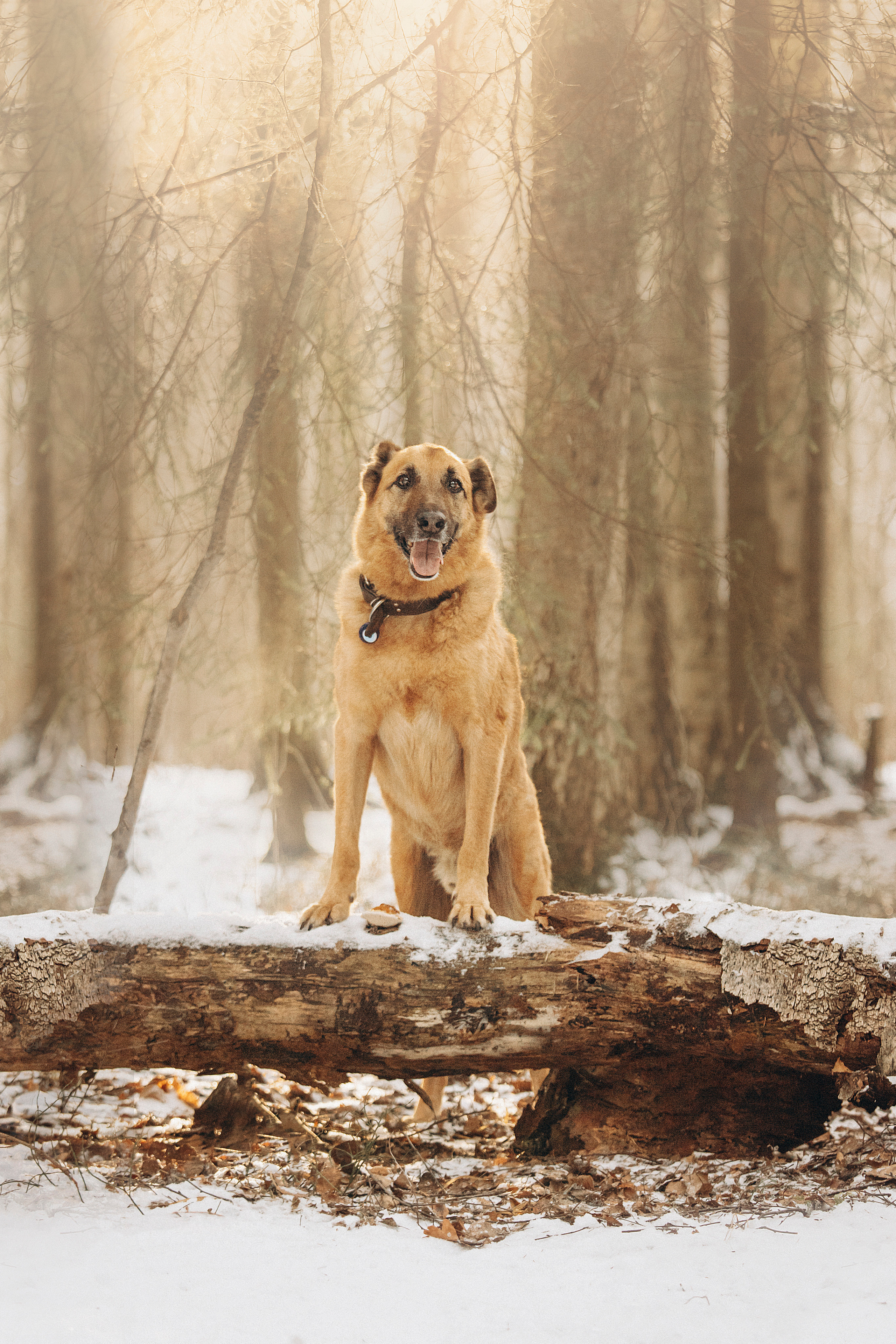 Олеся и Бу. Фотограф — Анималист | Санкт-Петербург