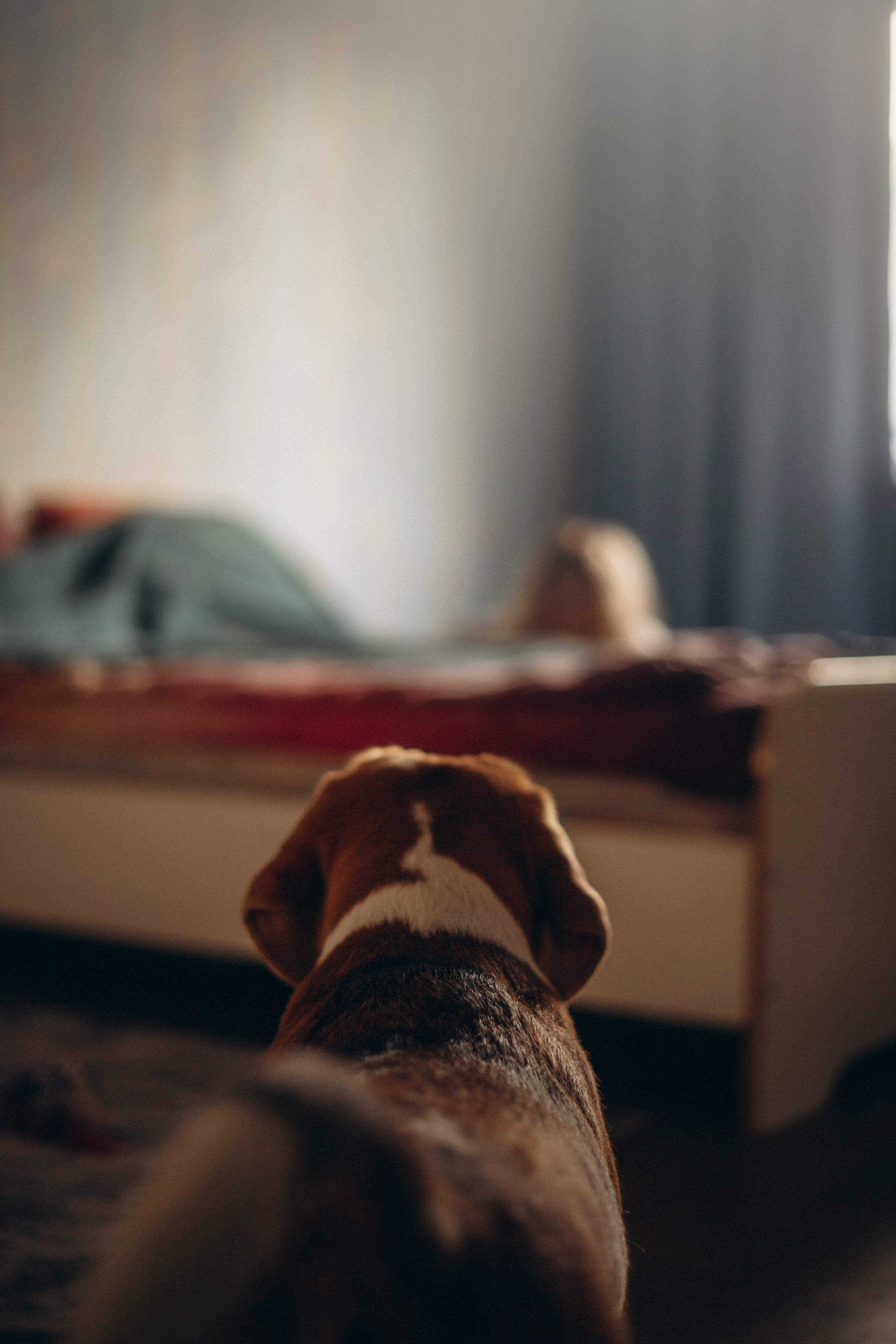 Полина и Бетти. Фотограф — Анималист | Санкт-Петербург