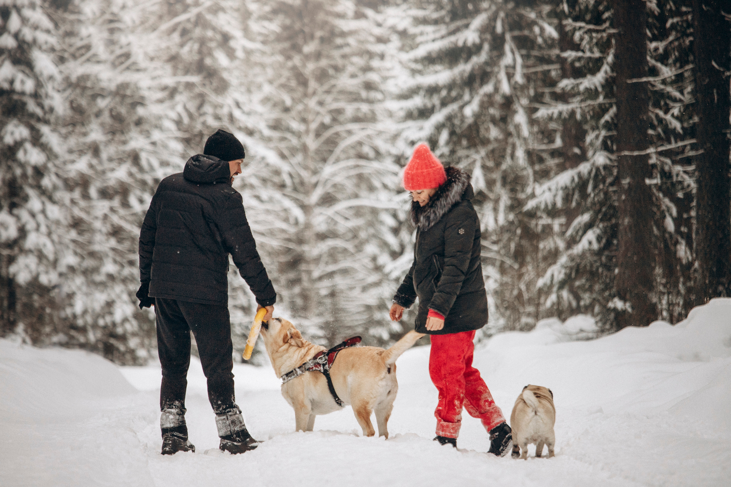Марго, Степа и их семья. Фотограф — Анималист | Санкт-Петербург