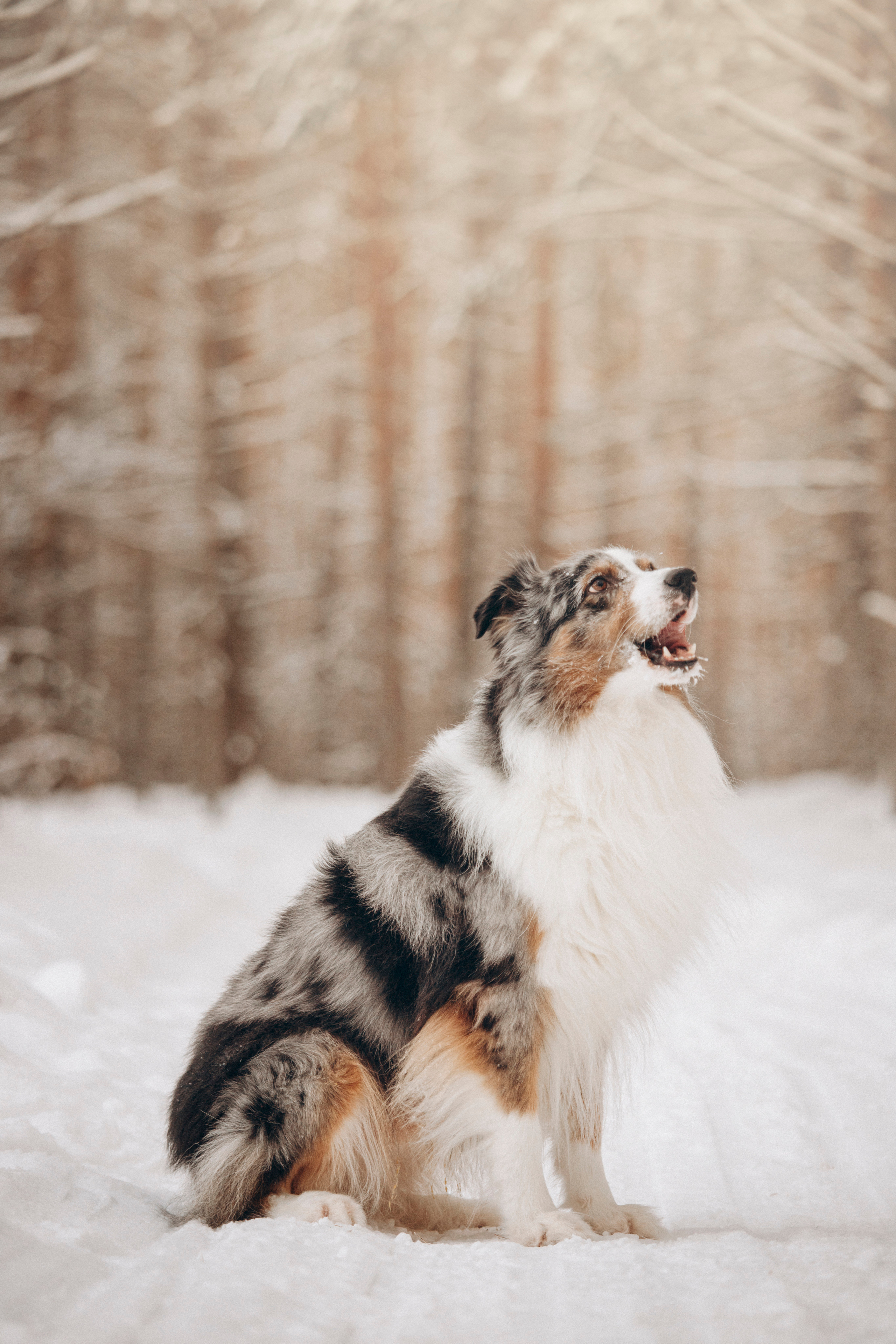 Айк и его семья. Фотограф — Анималист | Санкт-Петербург