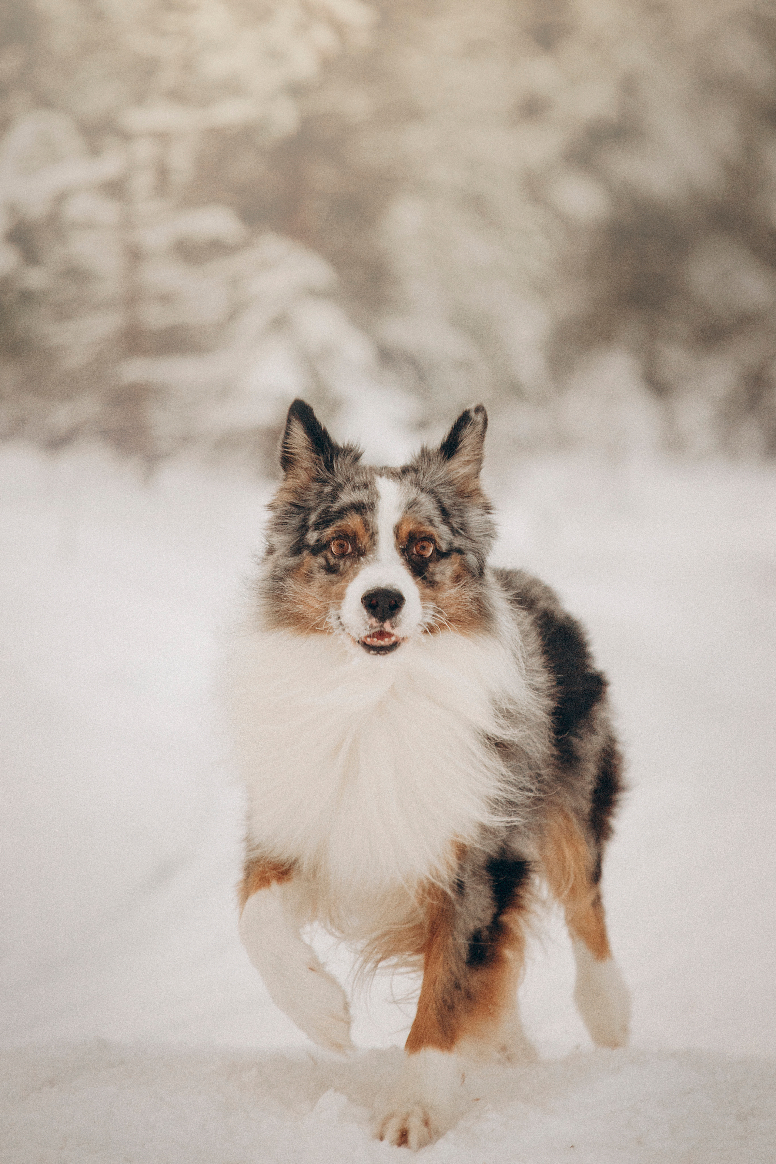 Айк и его семья. Фотограф — Анималист | Санкт-Петербург