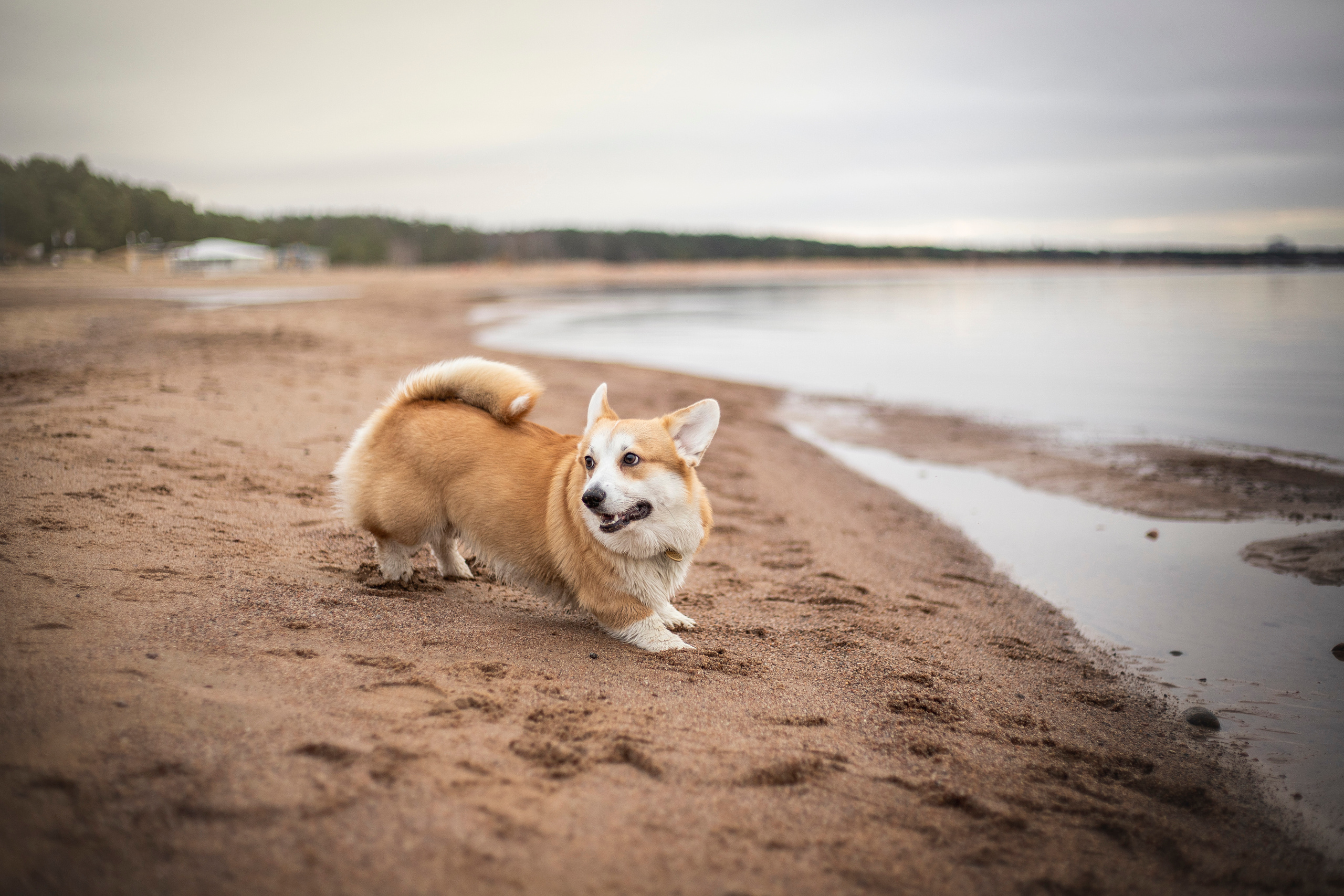 Барни и его семья. Фотограф — Анималист | Санкт-Петербург