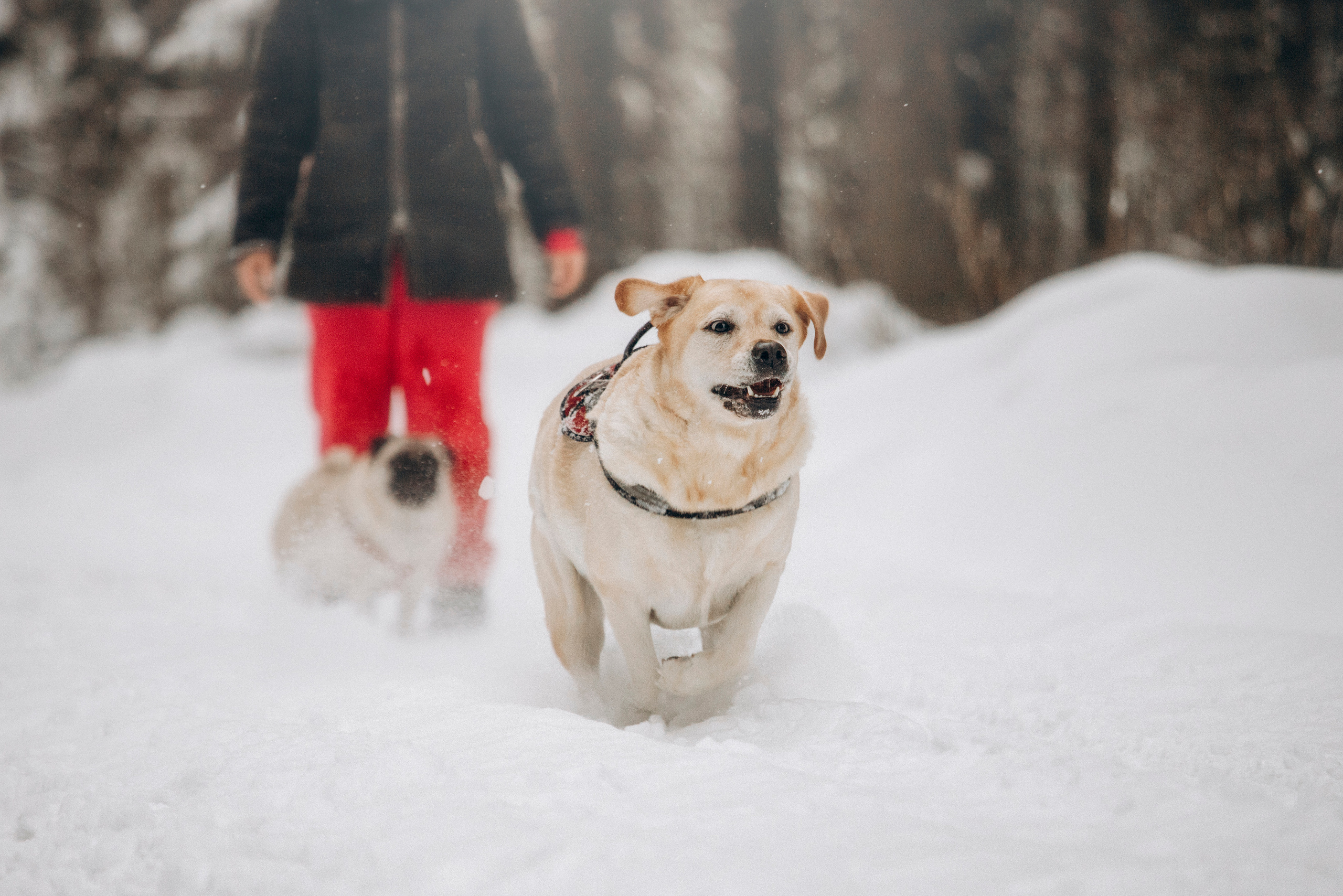 Марго, Степа и их семья. Фотограф — Анималист | Санкт-Петербург